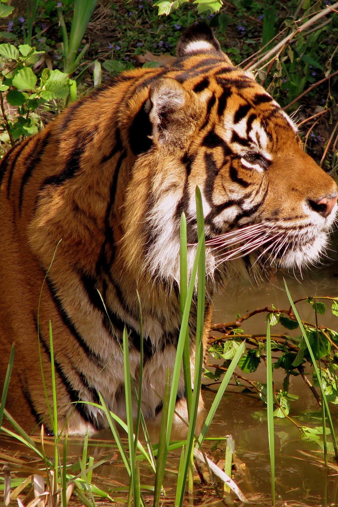 WILDLIFE preview 2