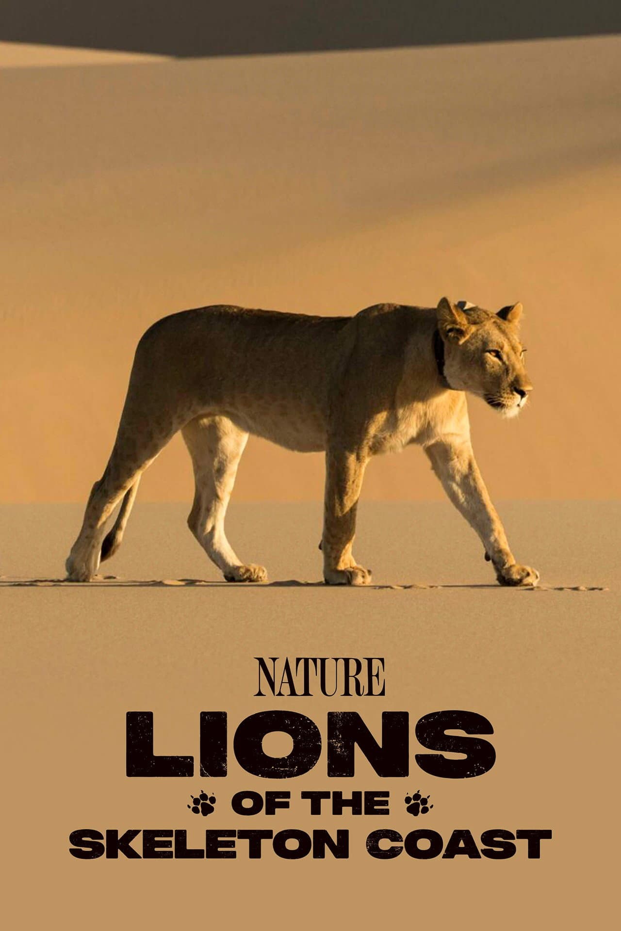 Lions of the Skeleton Coast preview 2