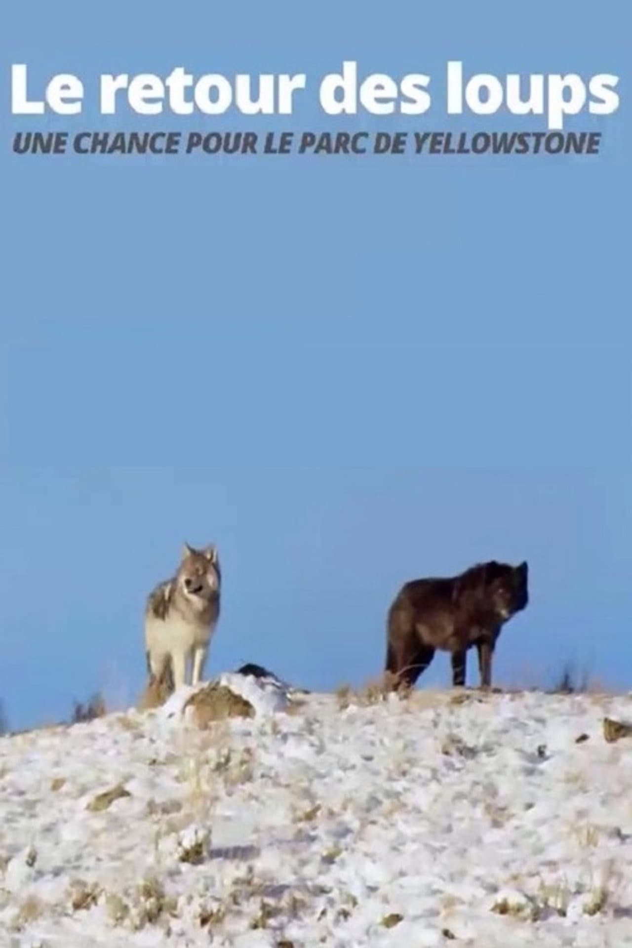 The Return of the Wolves: The Miracle in Yellowstone National Park preview 2