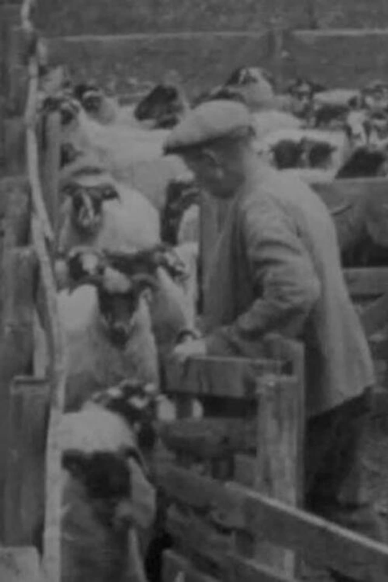 Blackfaced Sheep preview 1