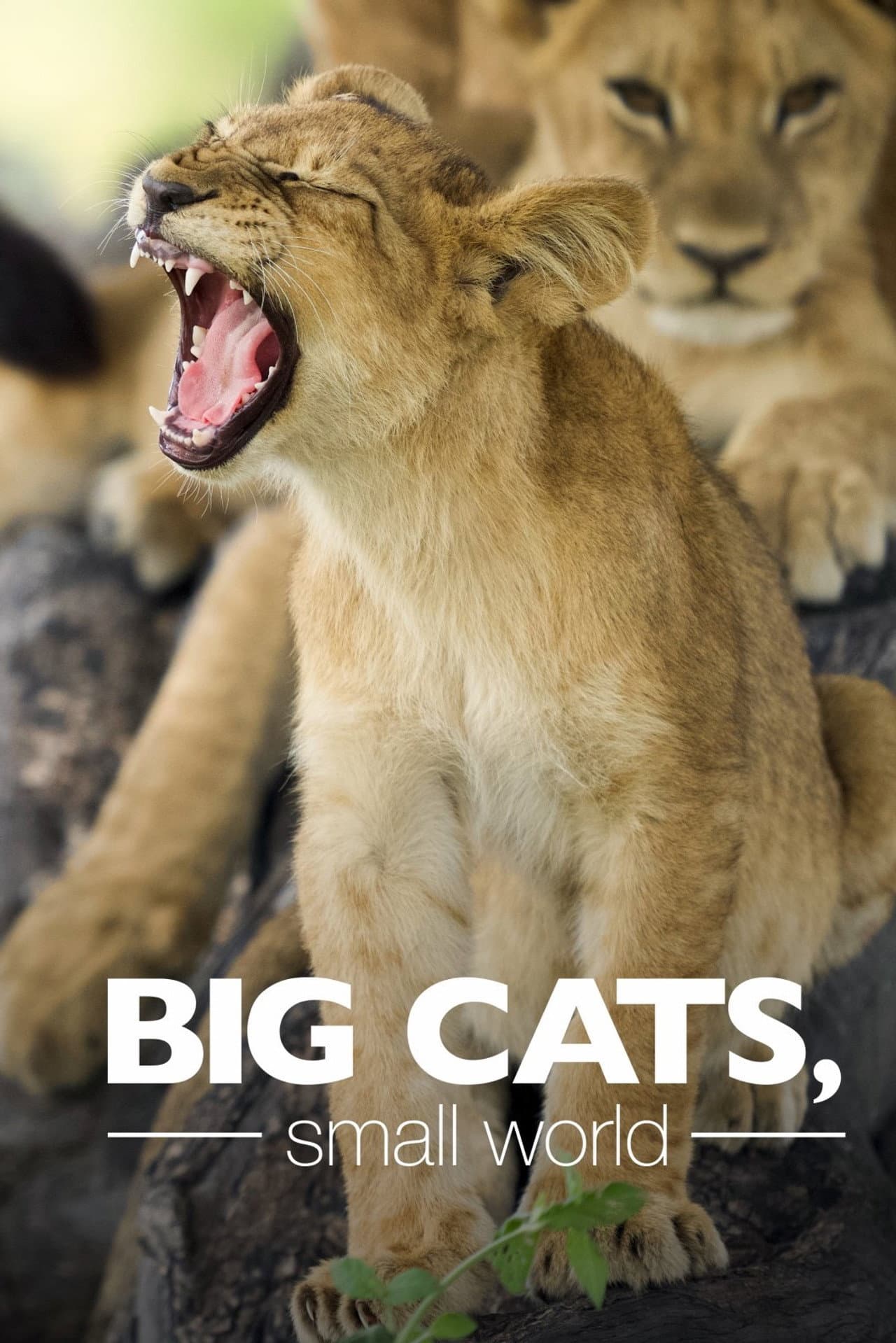 Big Cats, Small World preview 2