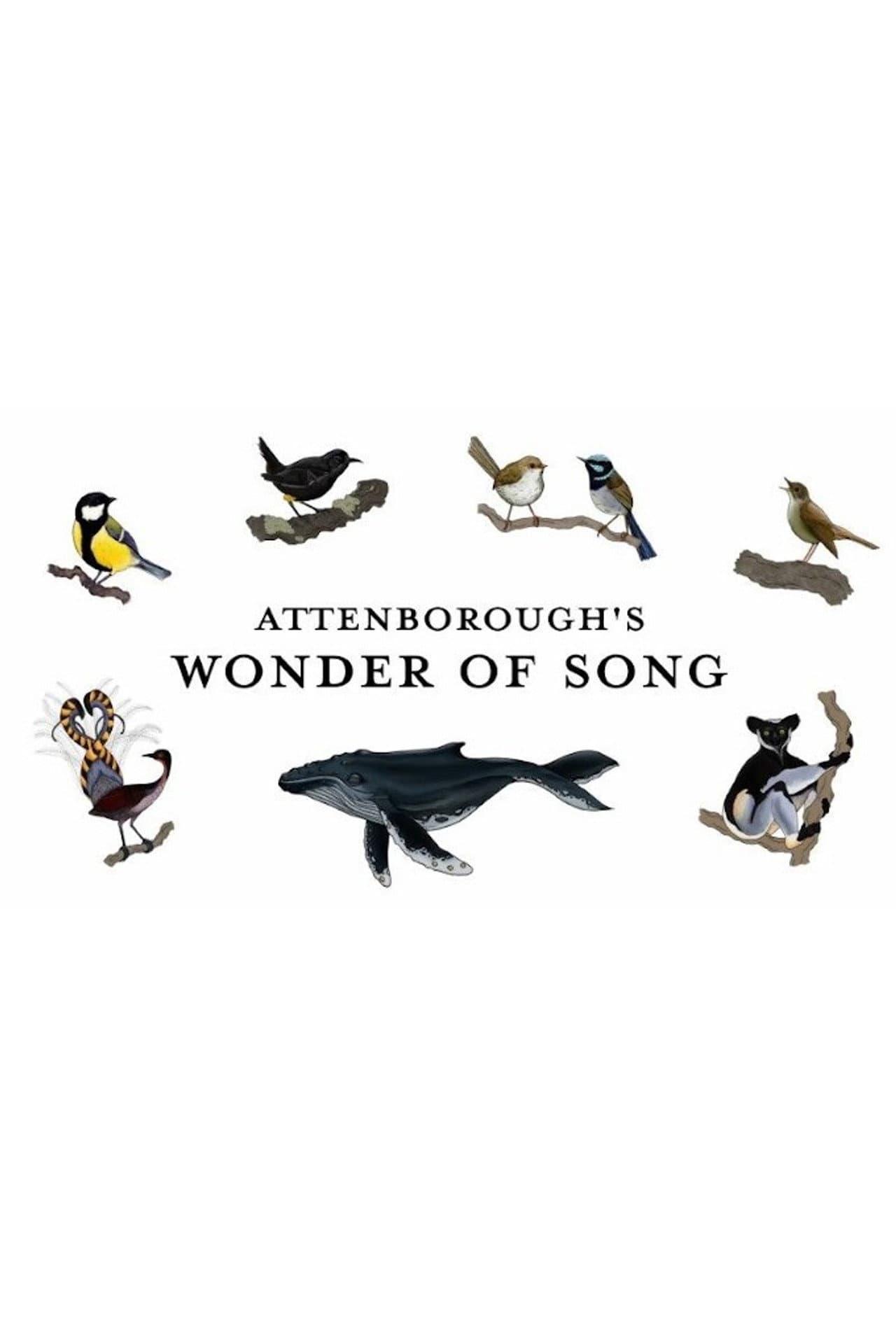 Attenborough's Wonder of Song preview 2