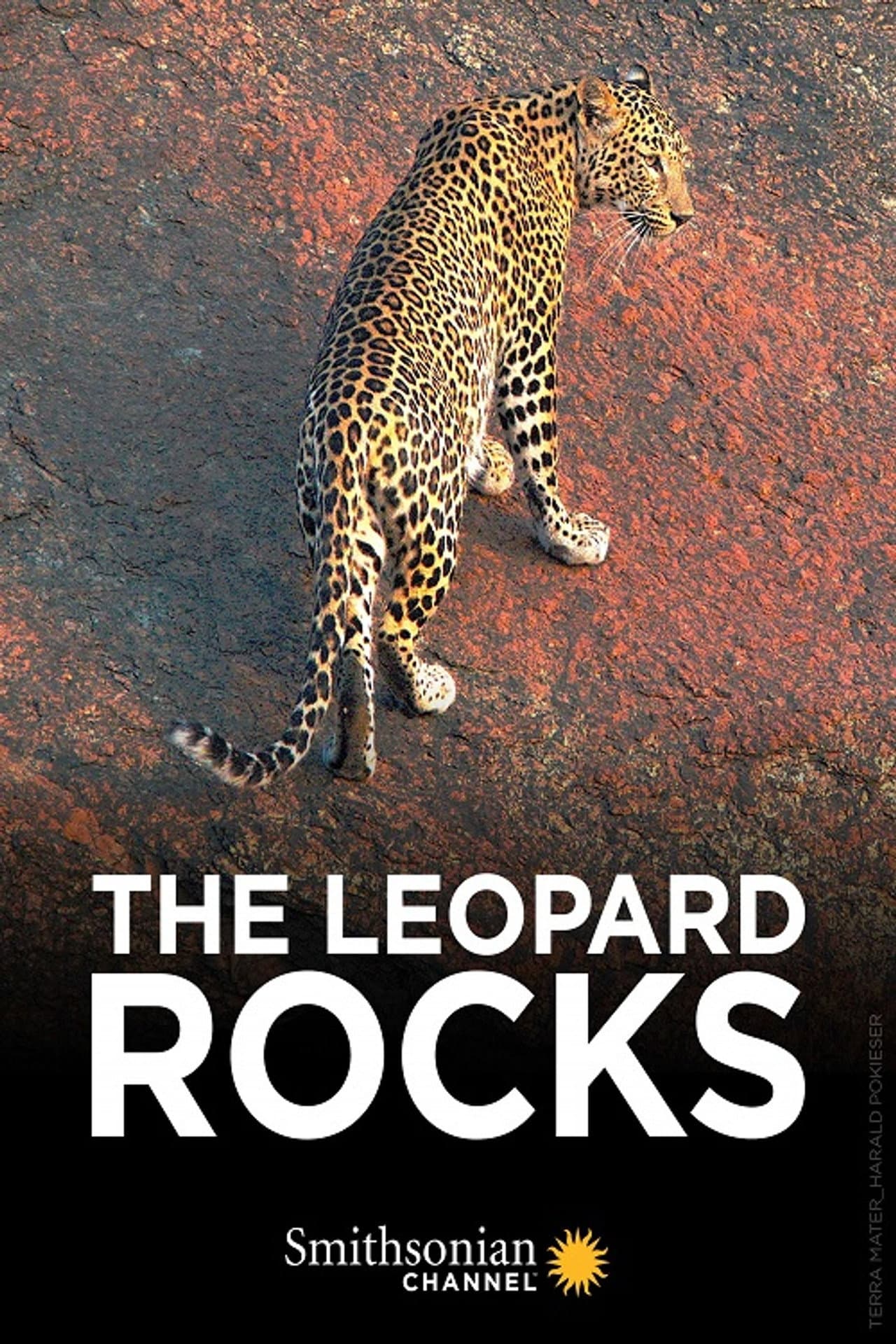 The Leopard Rocks preview 2