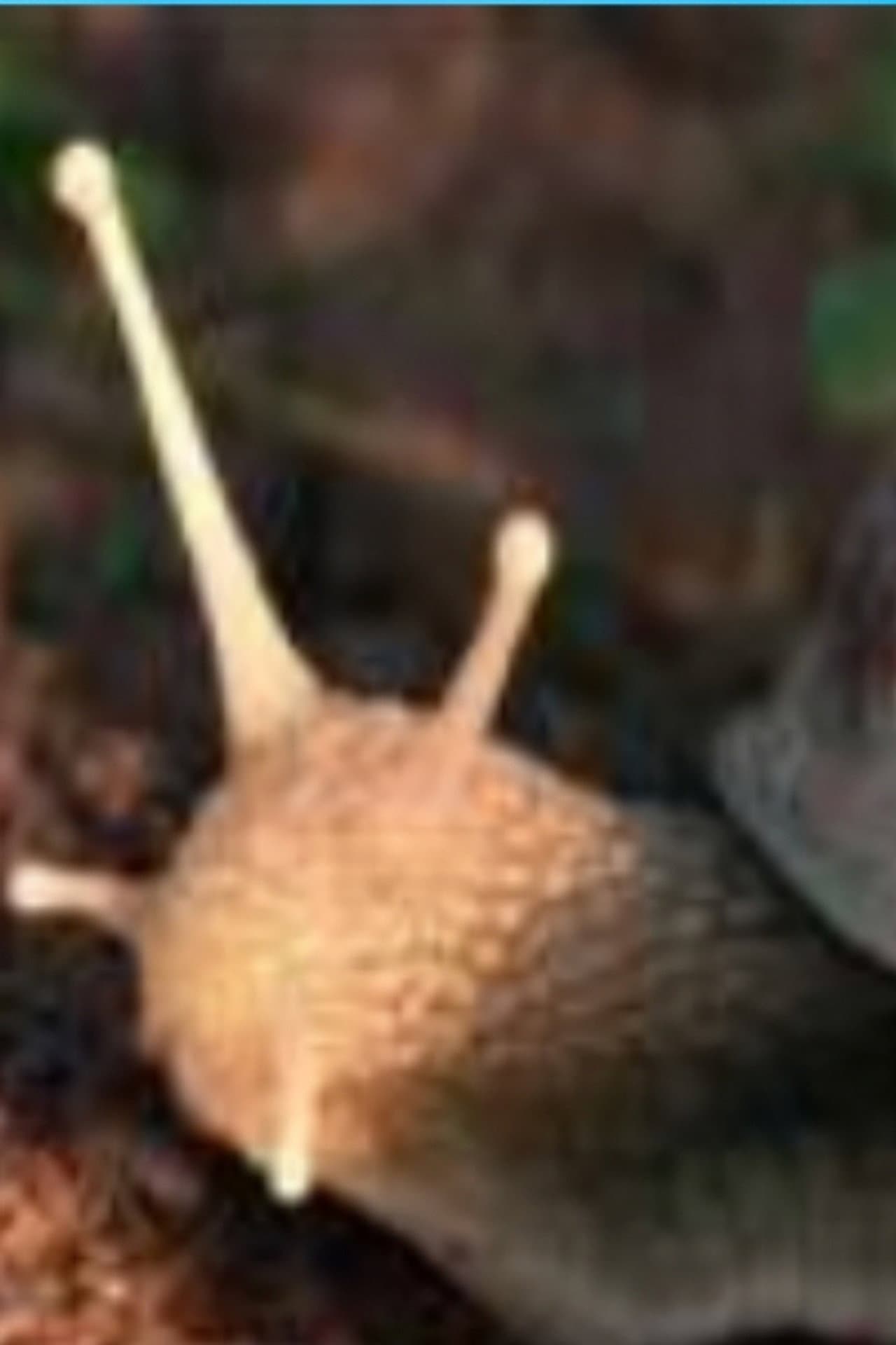 The Left Hand Snail preview 2