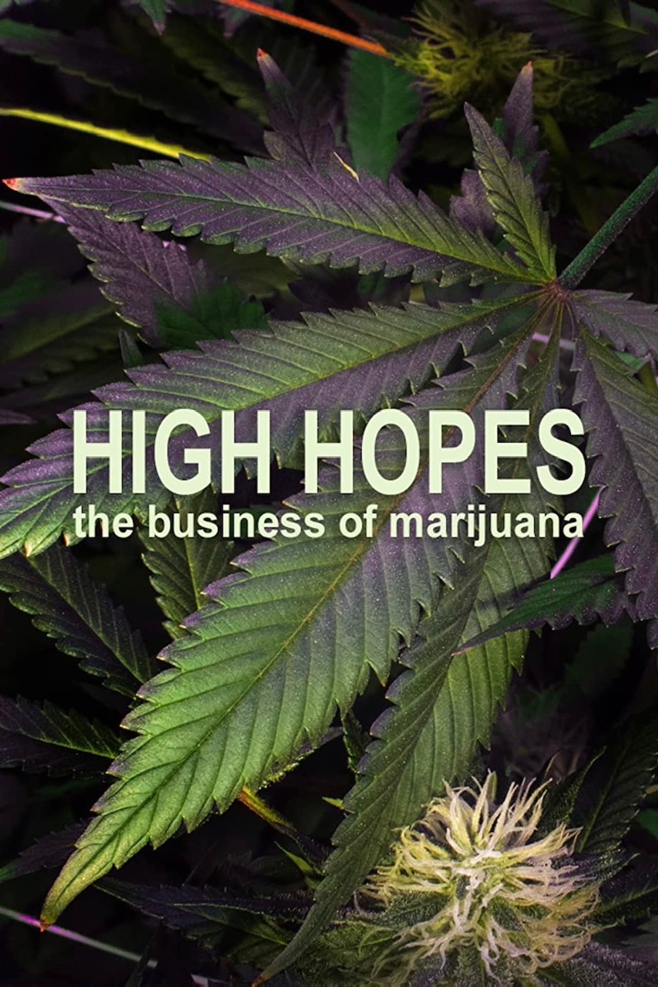 High Hopes: The Business of Marijuana preview 1