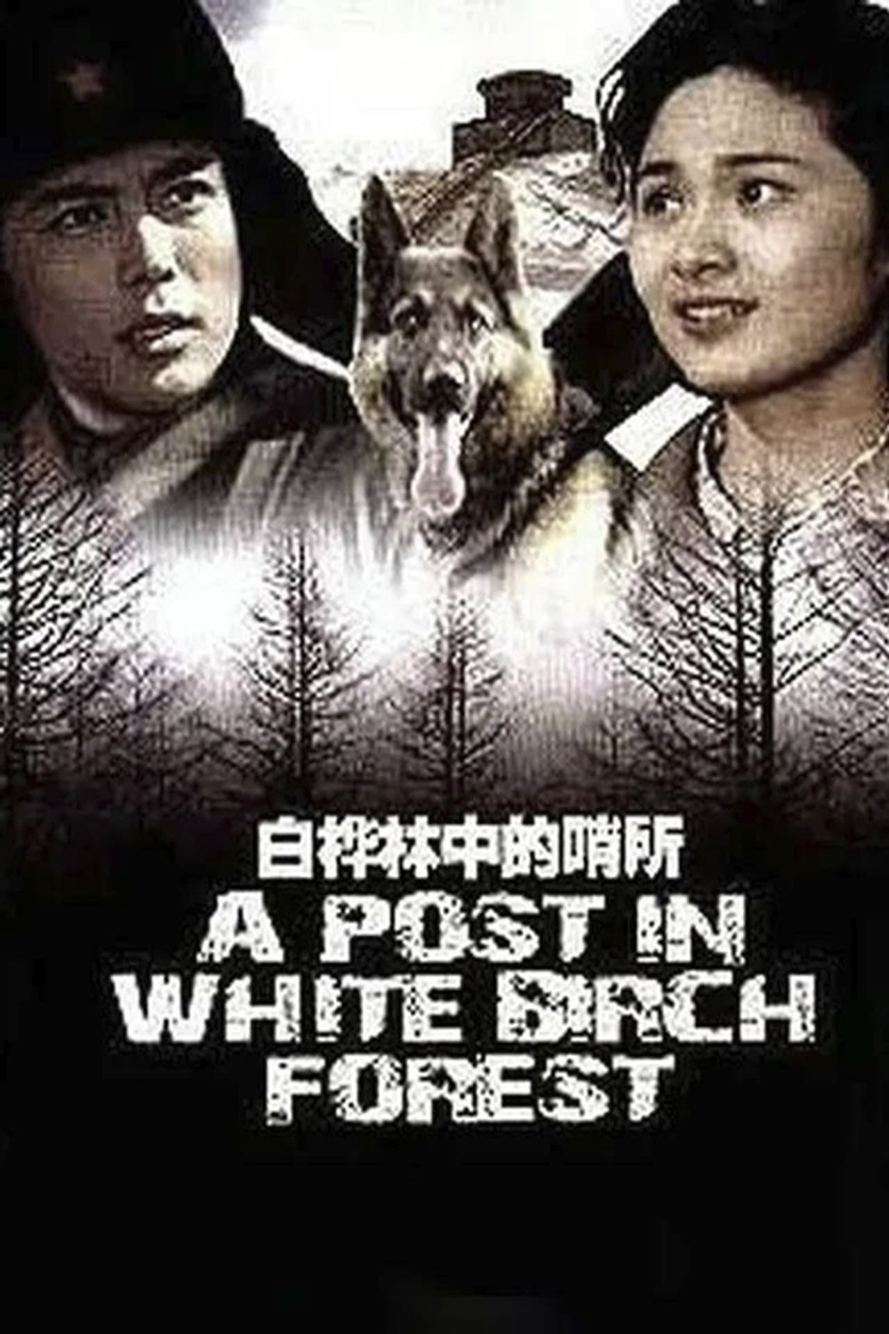 A Post in White Birch Forest preview 1