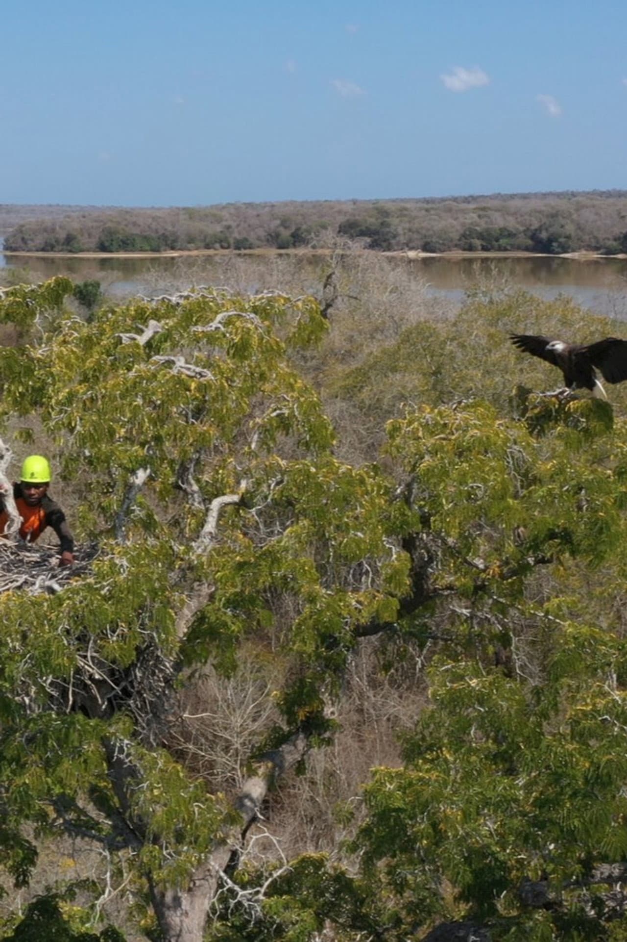 Fish Eagles of Madagascar preview 1