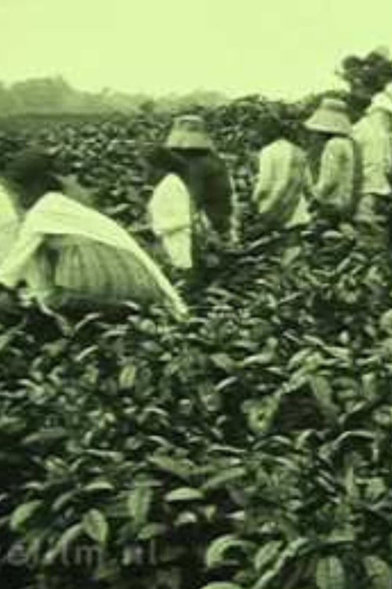 Tea Company of the NILS in Pematang Siantar preview 1