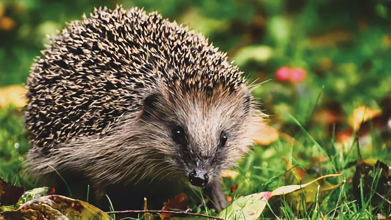 The Epic Adventure of a Hedgehog