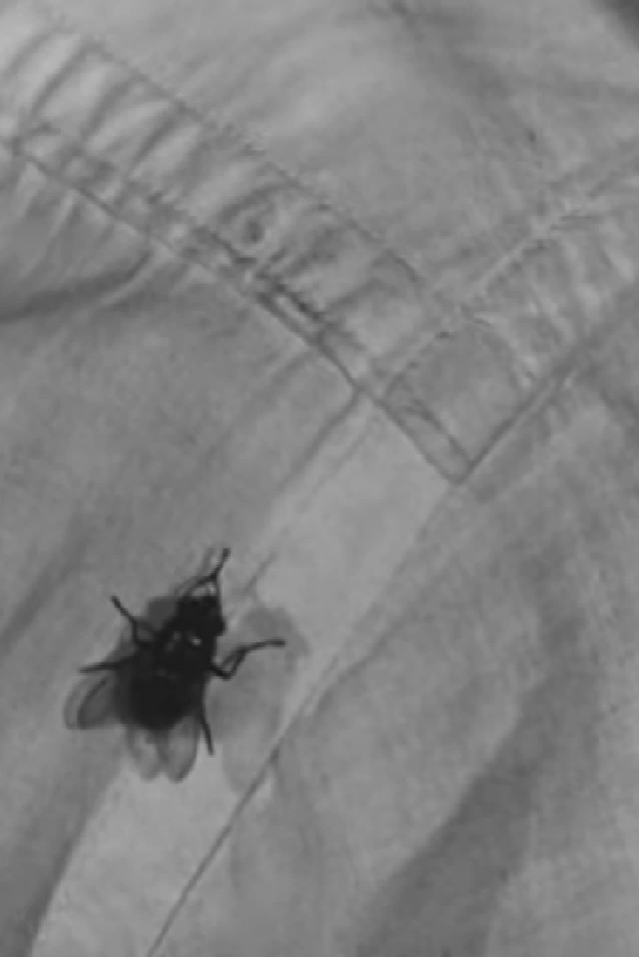 A Town Without Flies preview 1