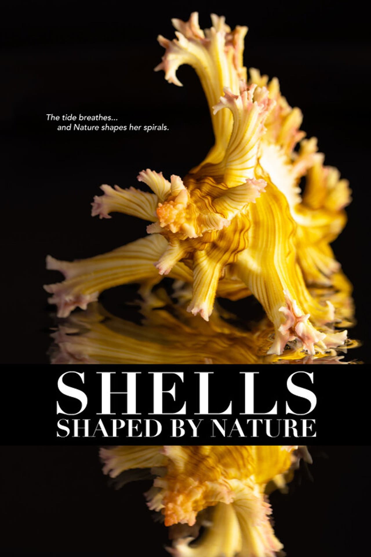 Shells: Shaped by Nature preview 1