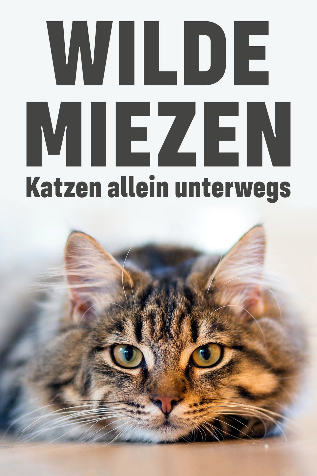 Wilde Miezen - Katzen allein unterwegs preview 2