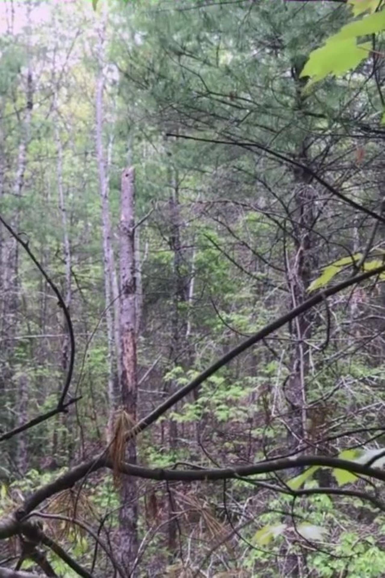 Millstone Woods May 2018 preview 2