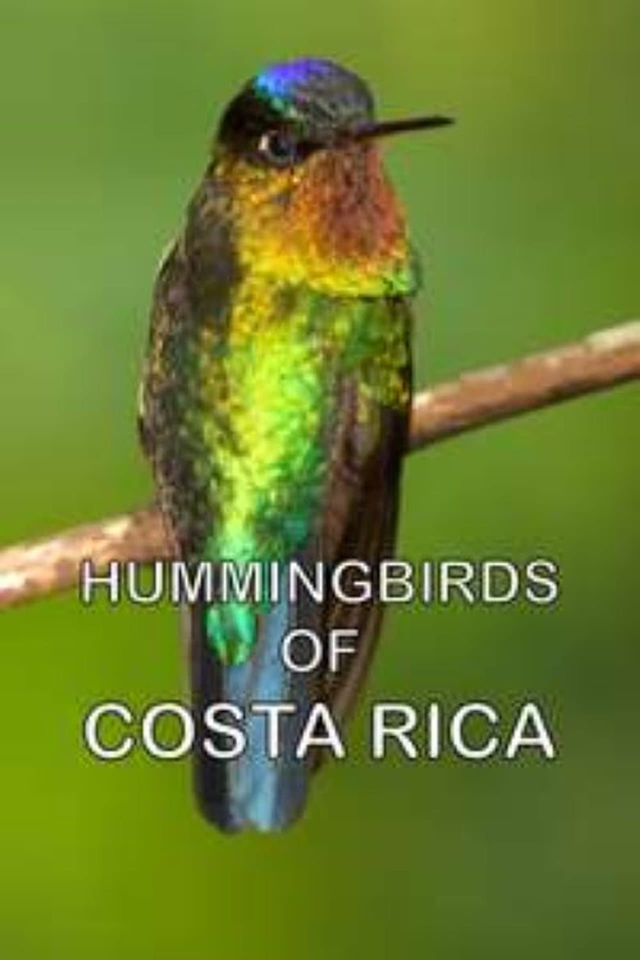 Hummingbirds of Costa Rica preview 1