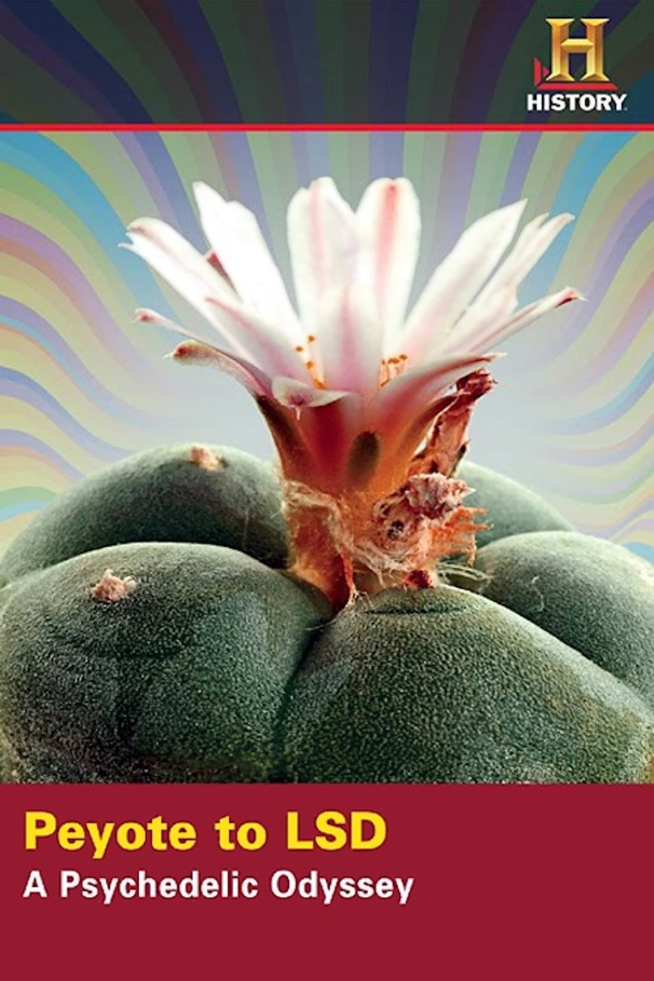 Peyote to LSD: A Psychedelic Odyssey preview 1