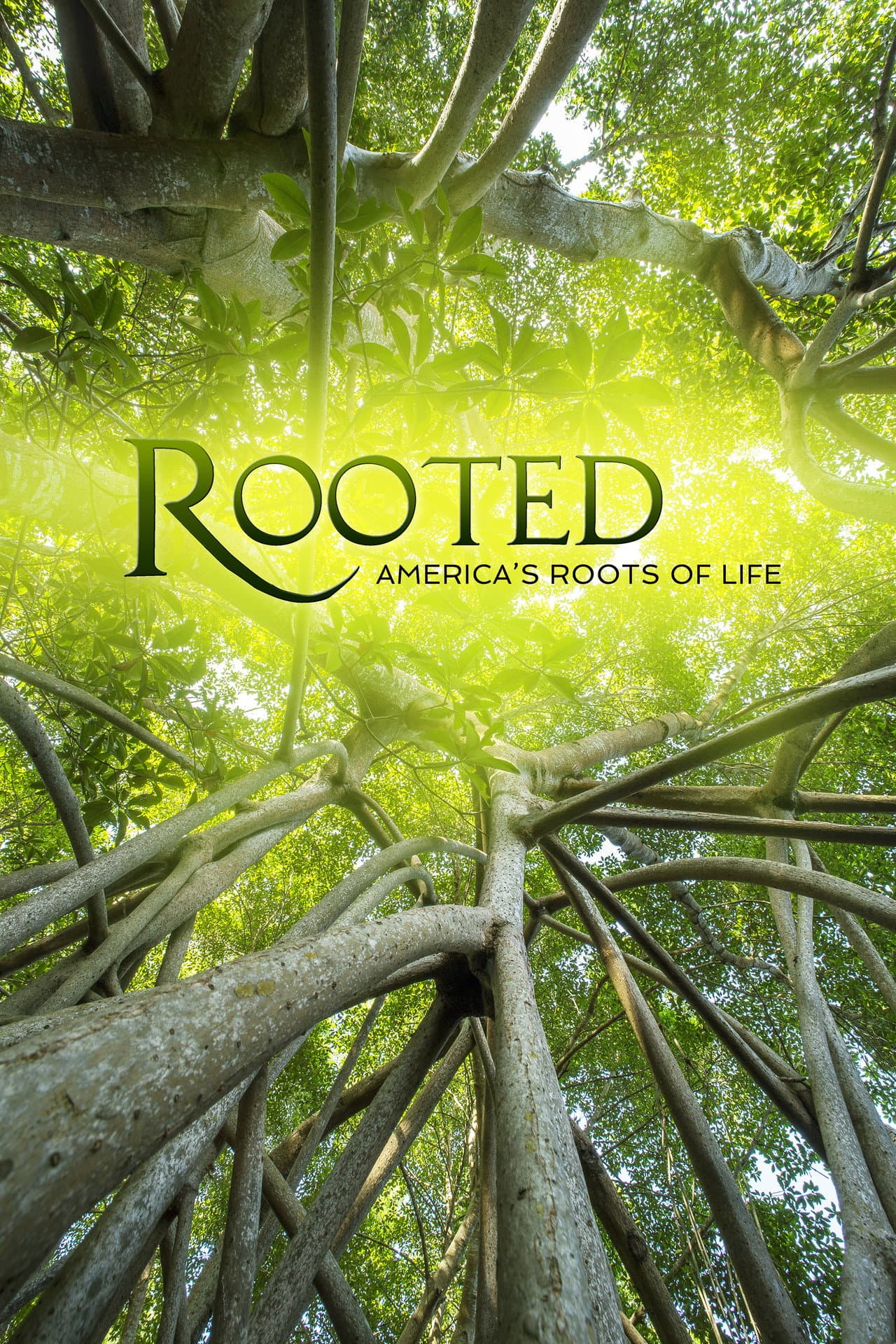 Rooted in the New World
