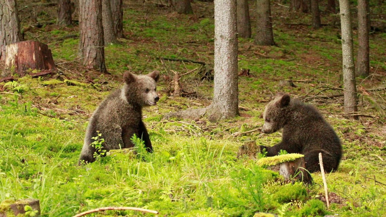 Beary Tales