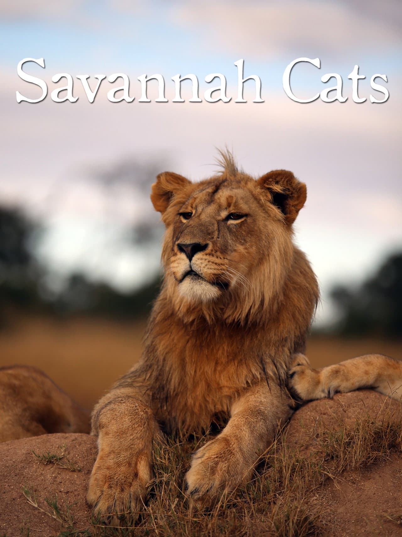 Savannah Cats preview 2