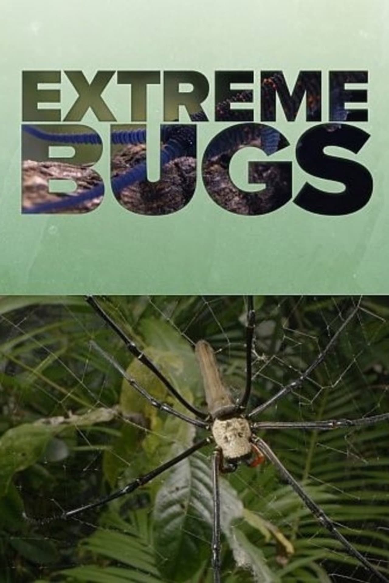 Extreme Bugs preview 2