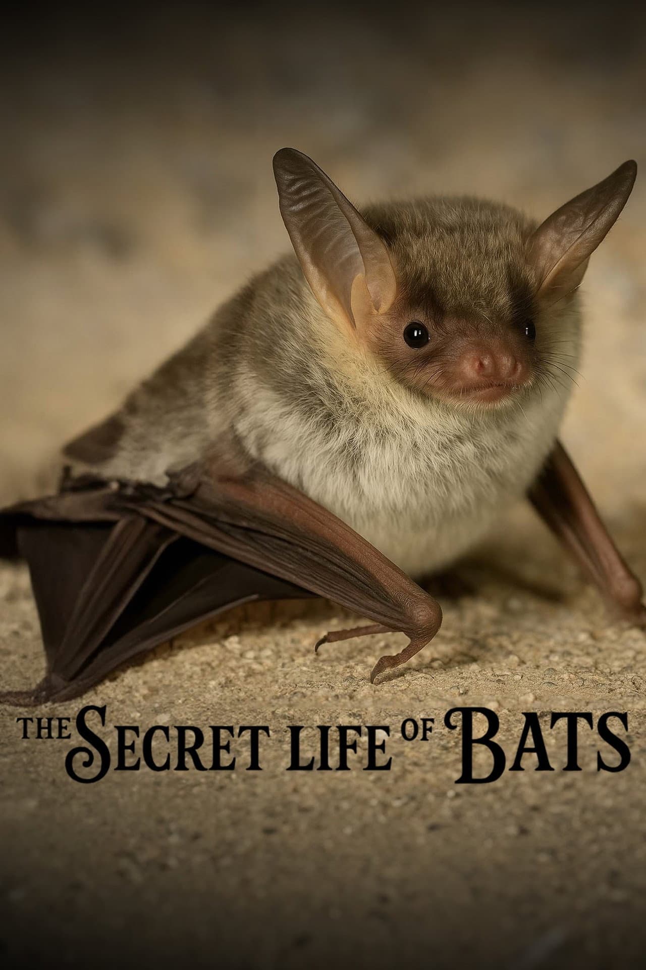 The Secret Life of Bats preview 2