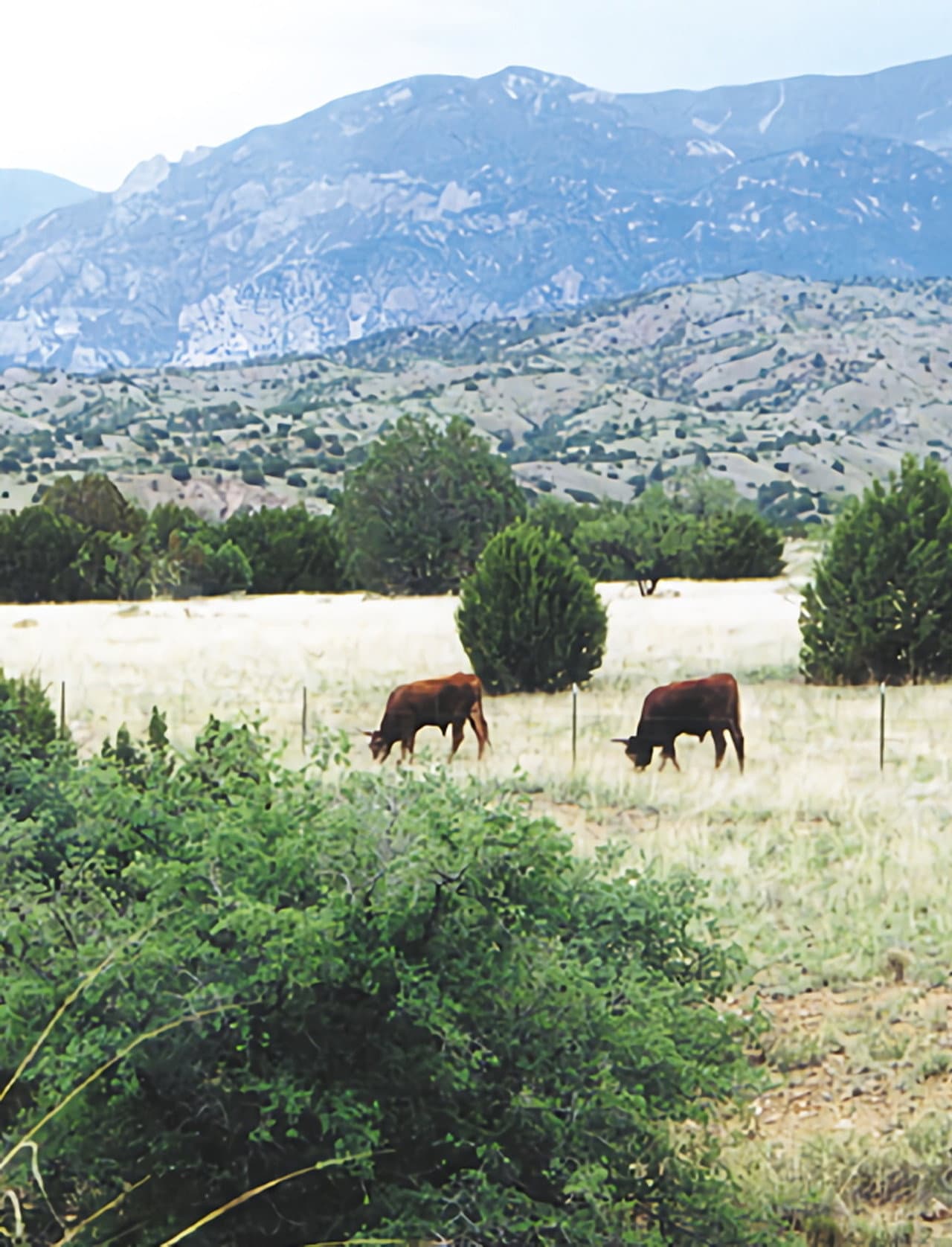 Whose Home on the Range? preview 2