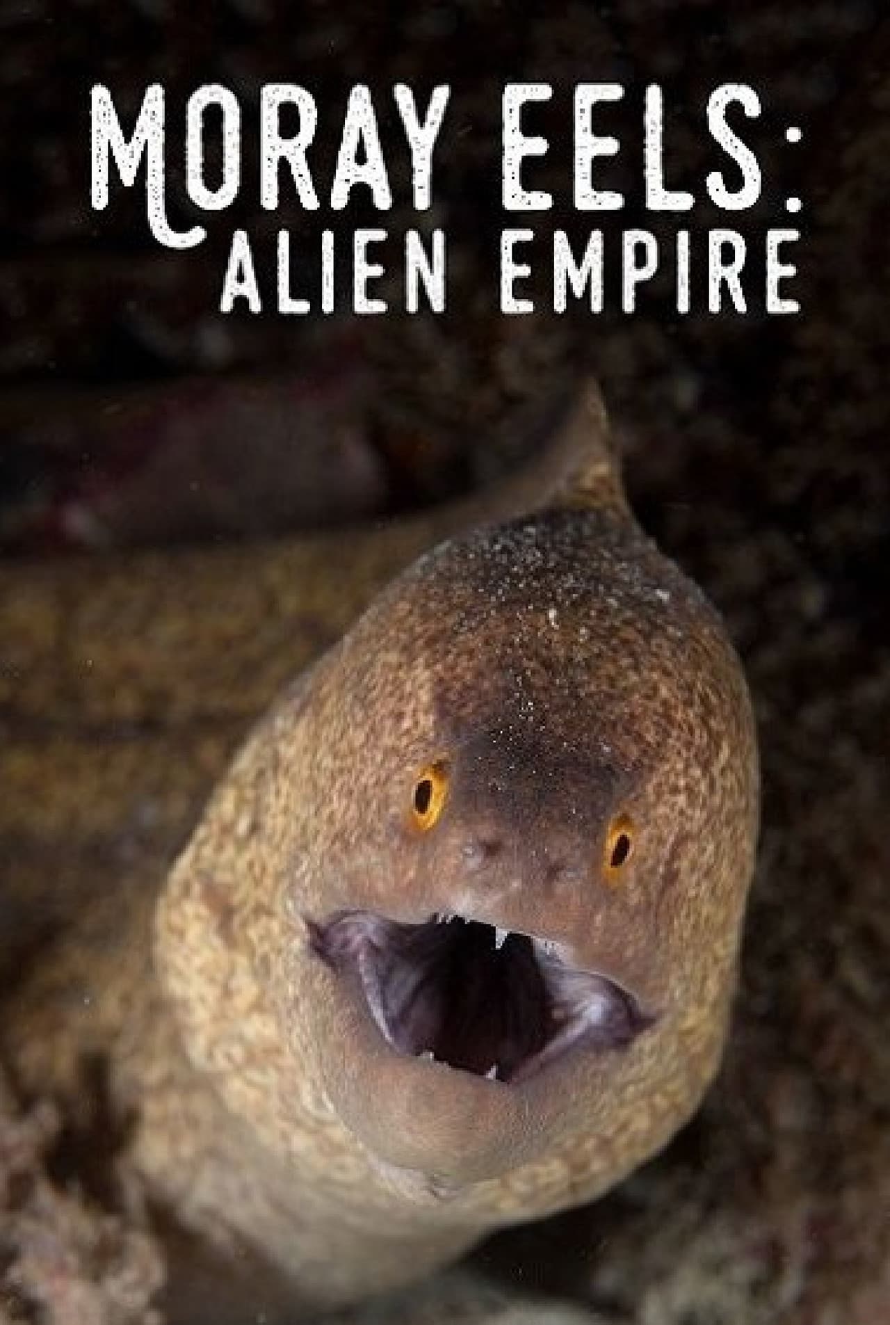 Moray Eels: Alien Empire preview 1