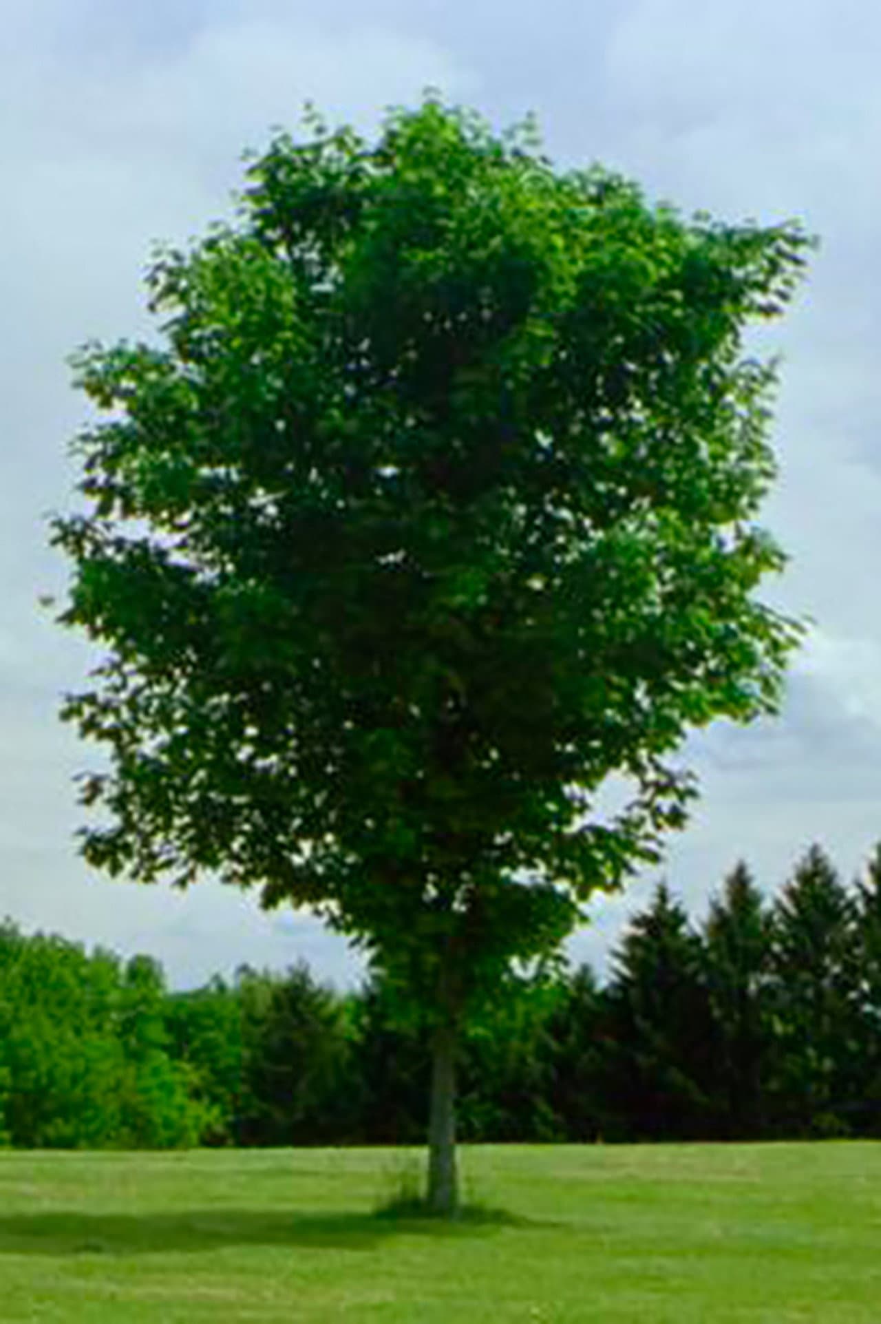 Tree preview 2