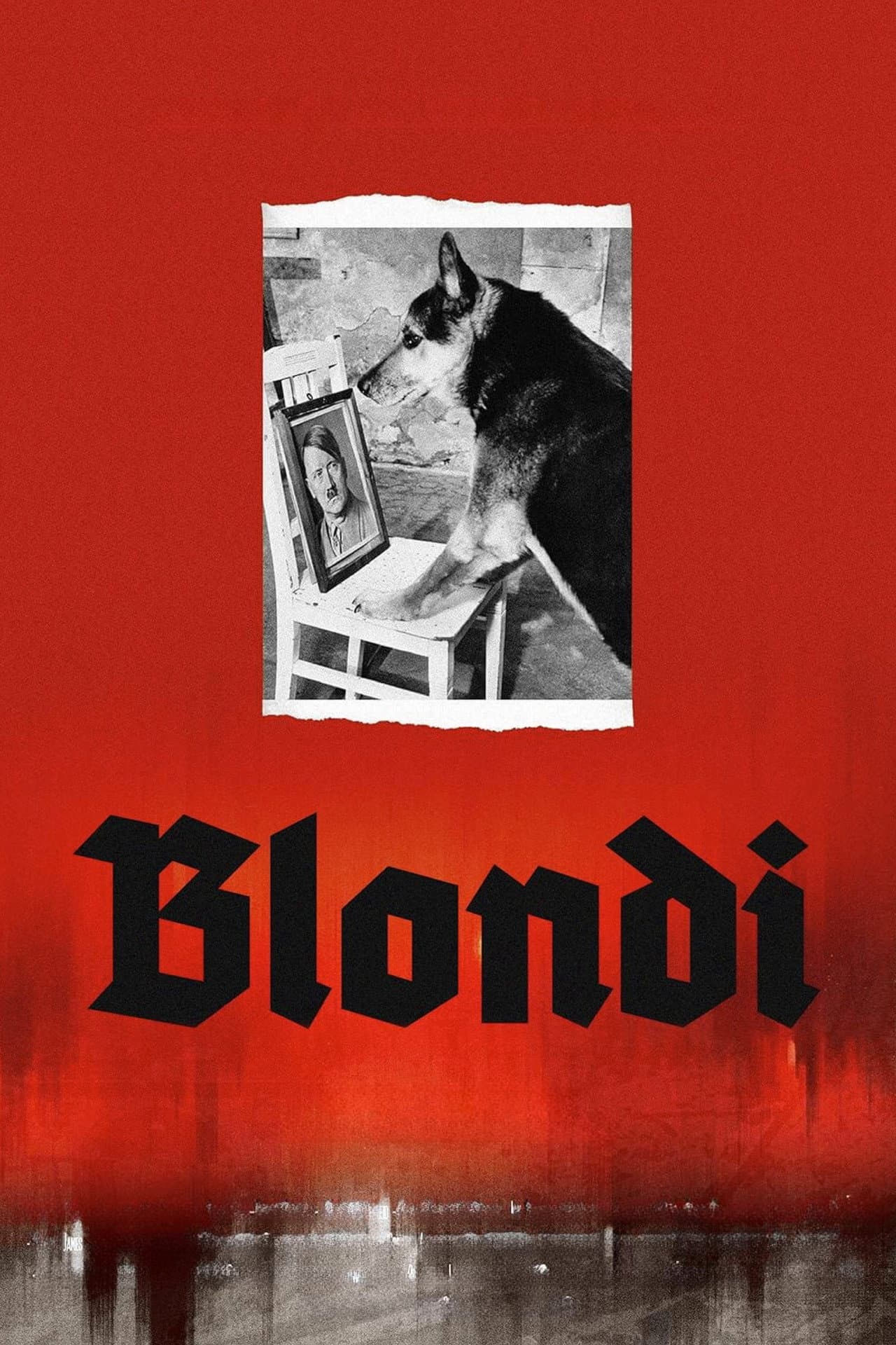 Blondi preview 2