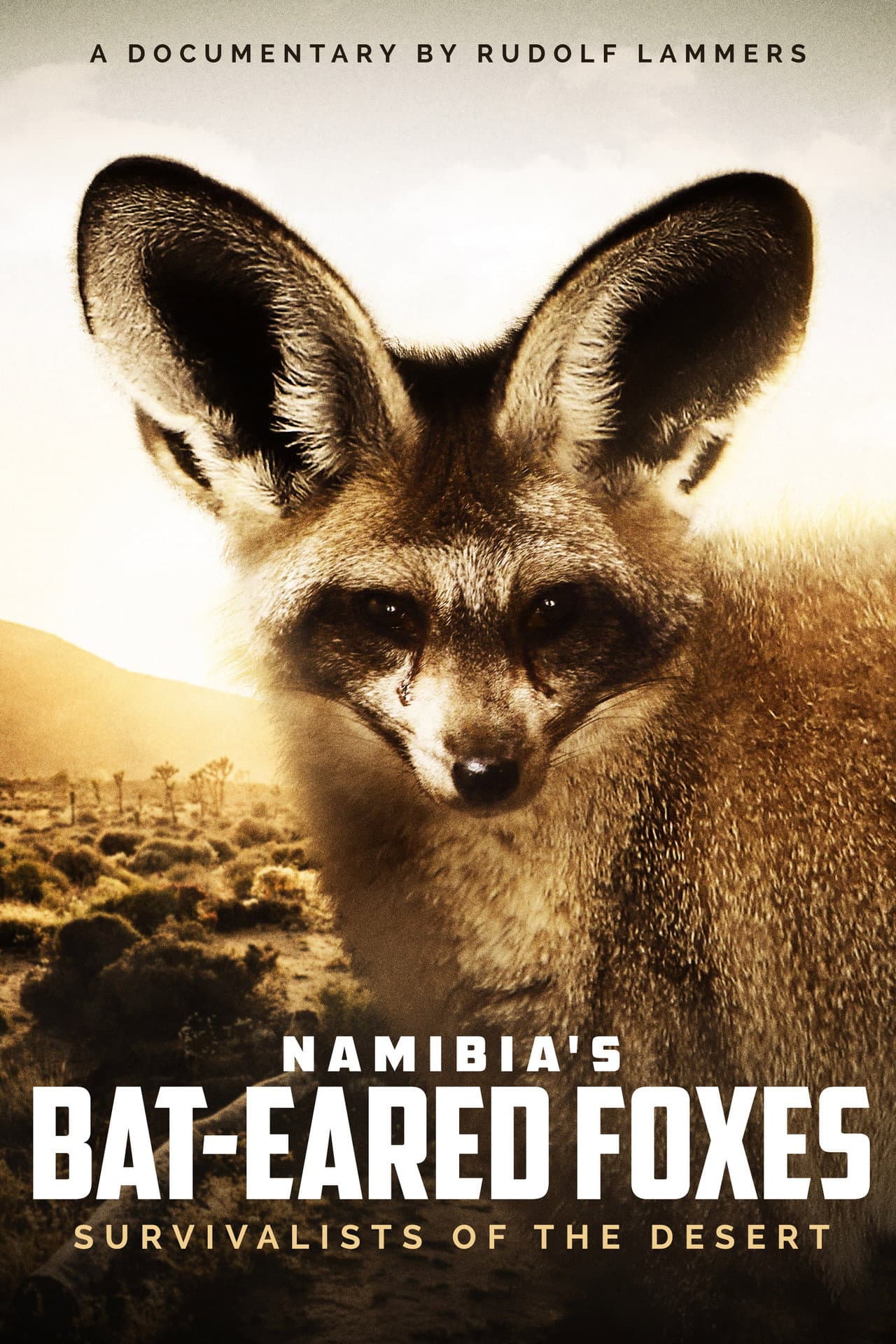 Namibia's Bat-eared Foxes: Survivalists of the Desert preview 2
