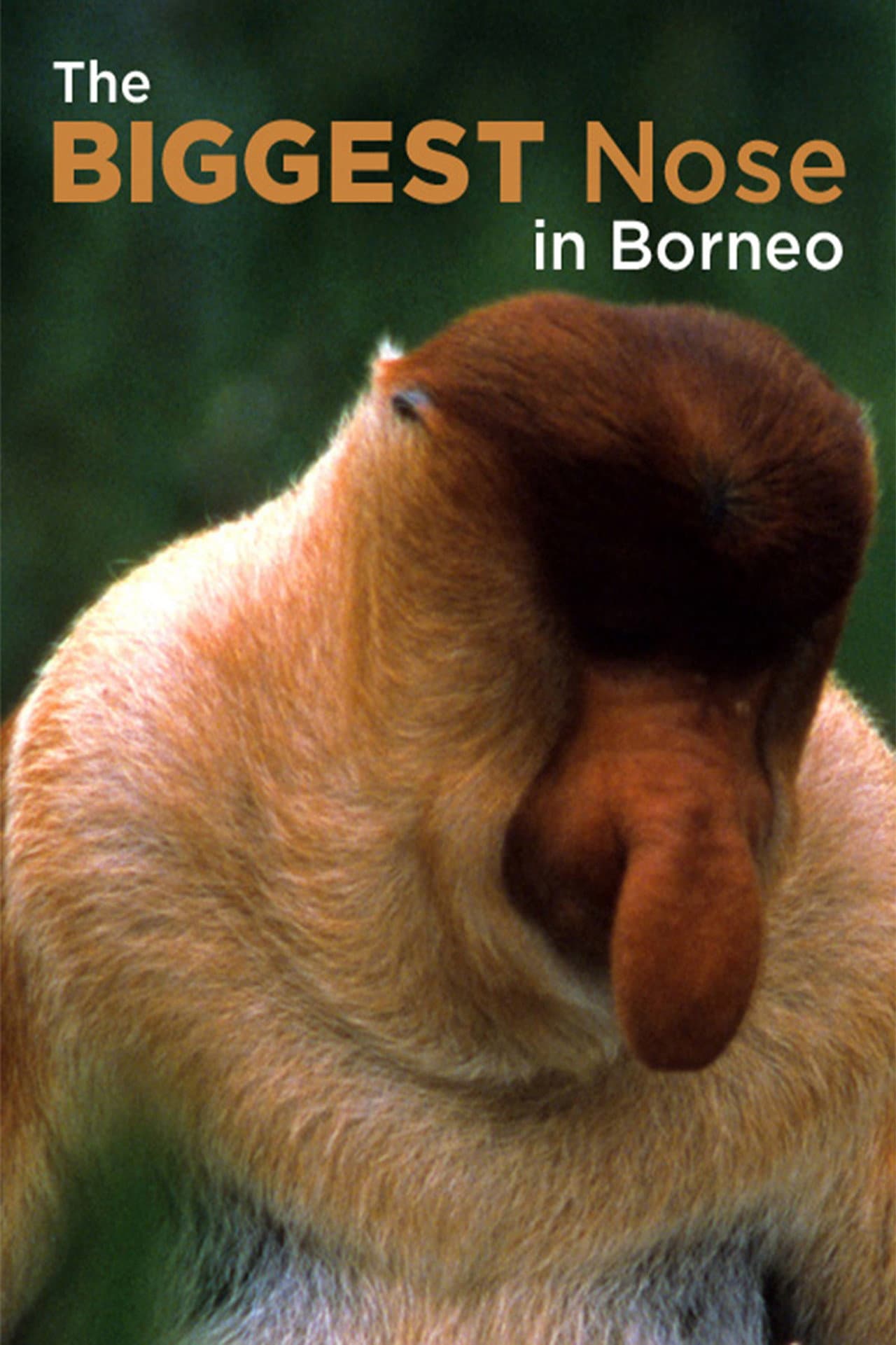 The Biggest Nose in Borneo preview 2