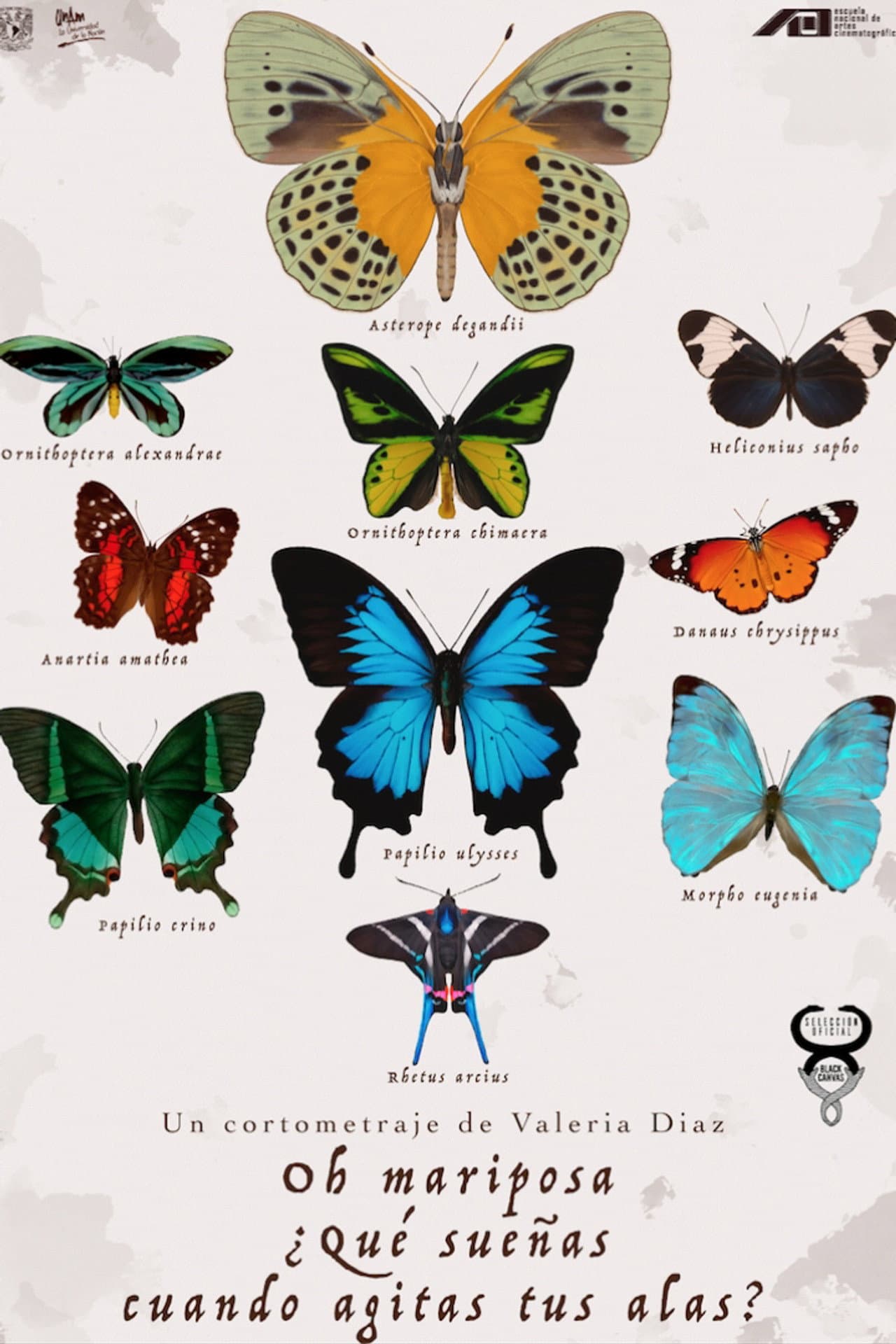 Oh Butterfly, What Do You Dream of When You Flap Your Wings? preview 2