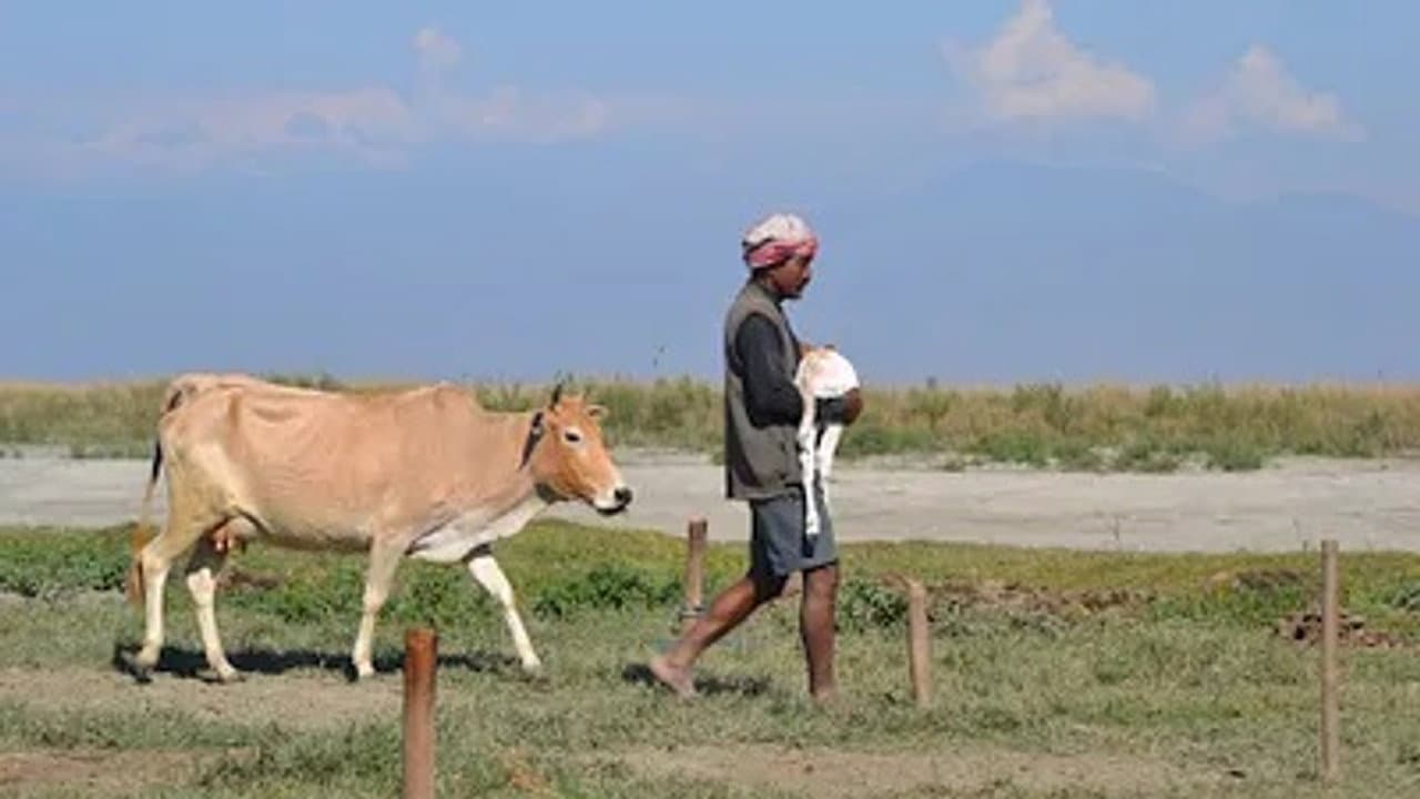 India's Realm of Big Animals