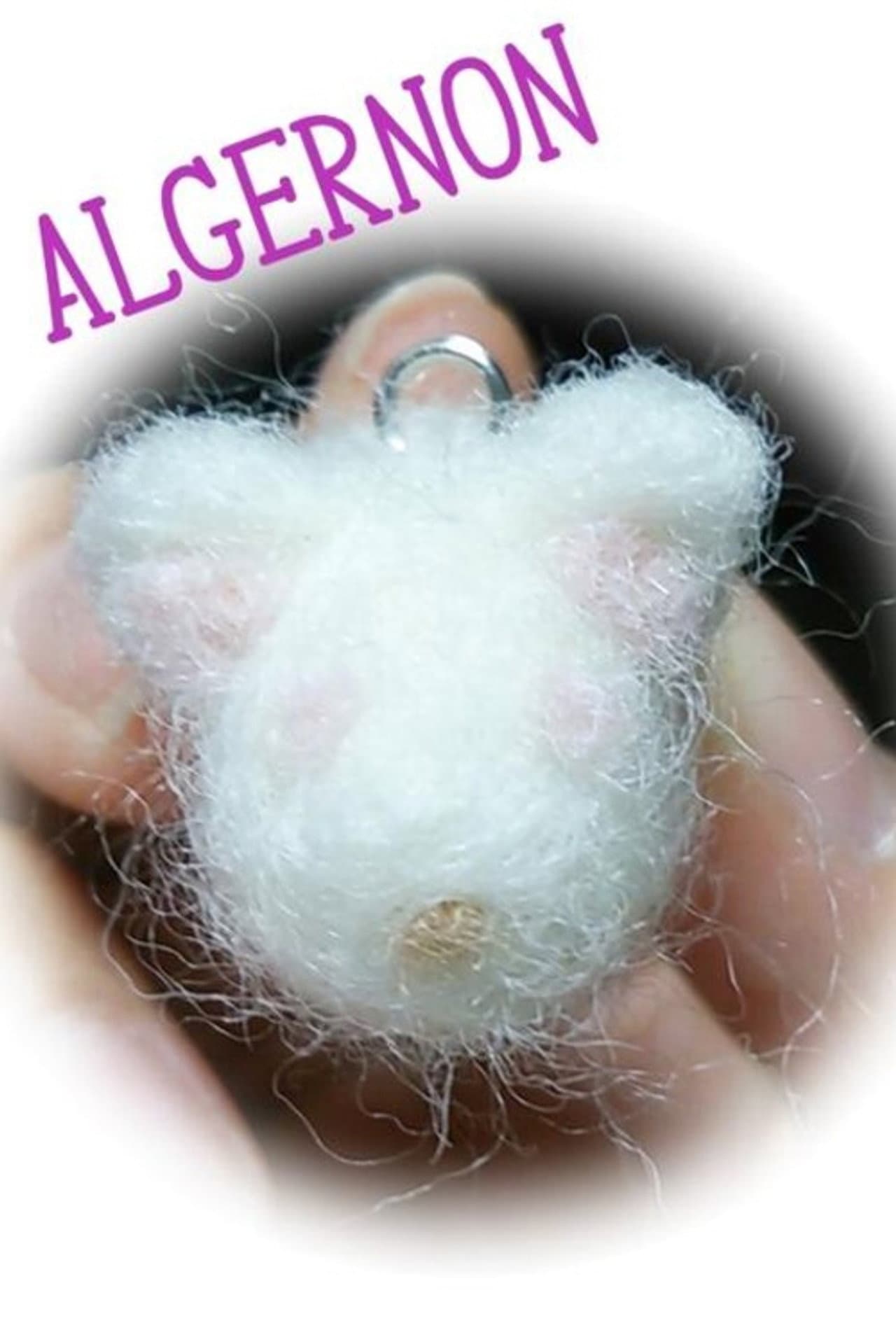 Flowers for Algernon preview 2