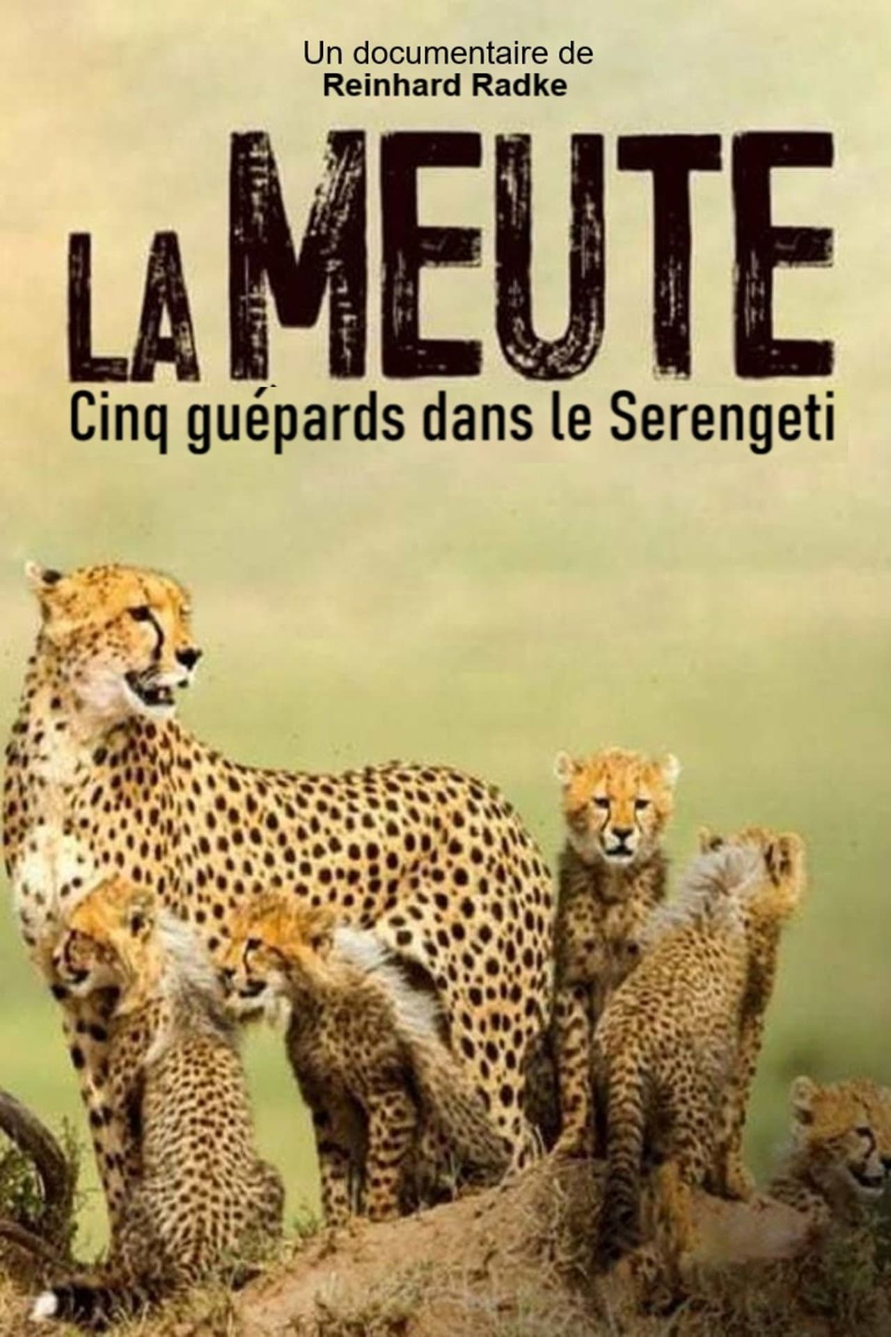 Die fünf Geparde - Gemeinsam durch die Serengeti preview 2