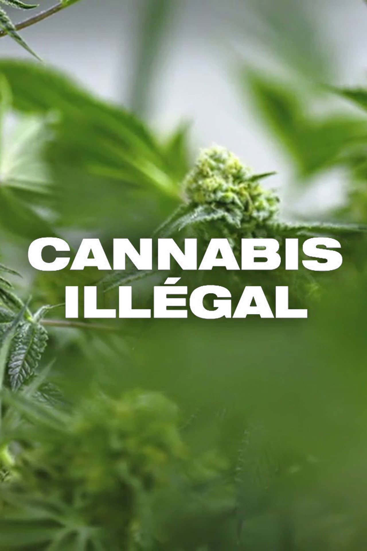 Cannabis illégal preview 2