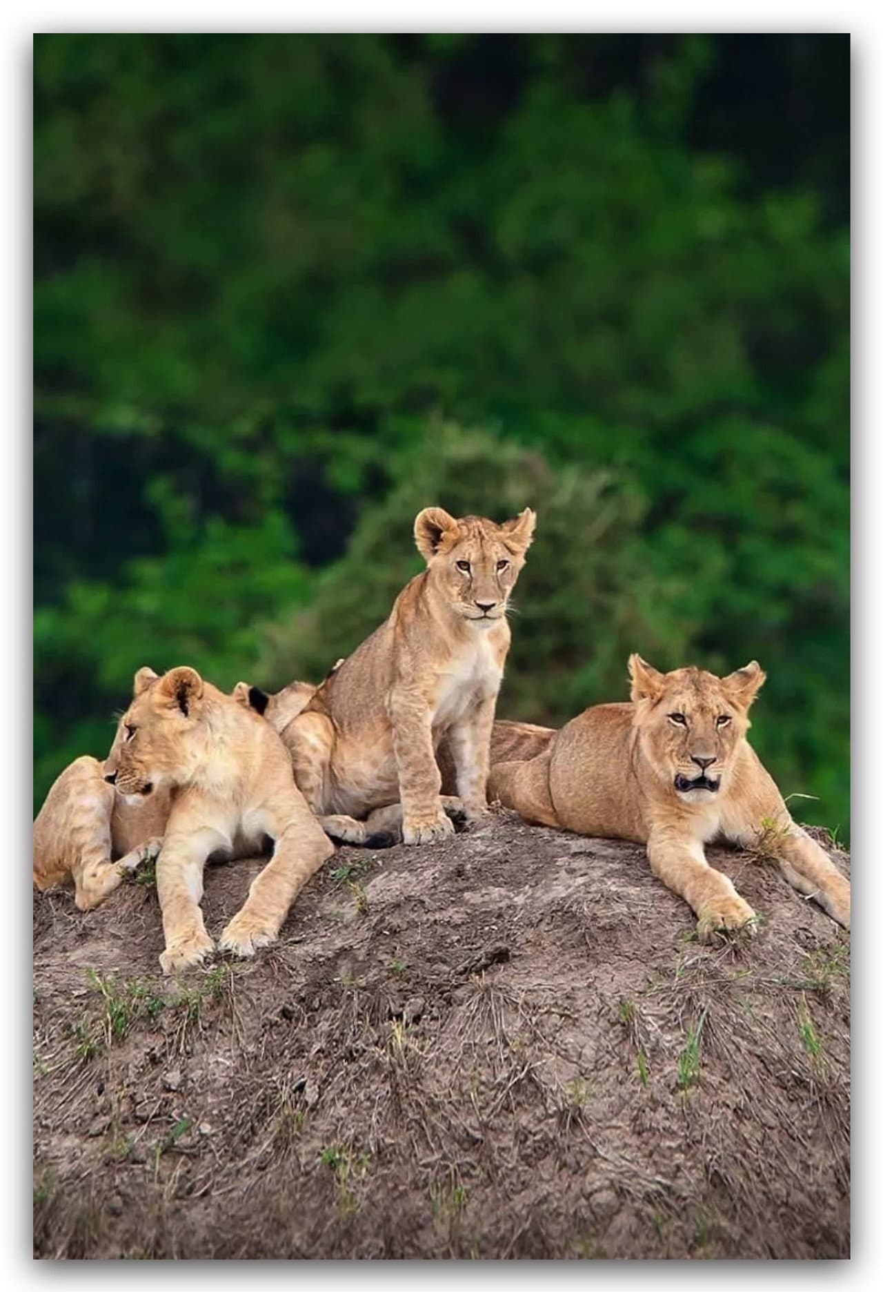 Little Big Cat preview 2