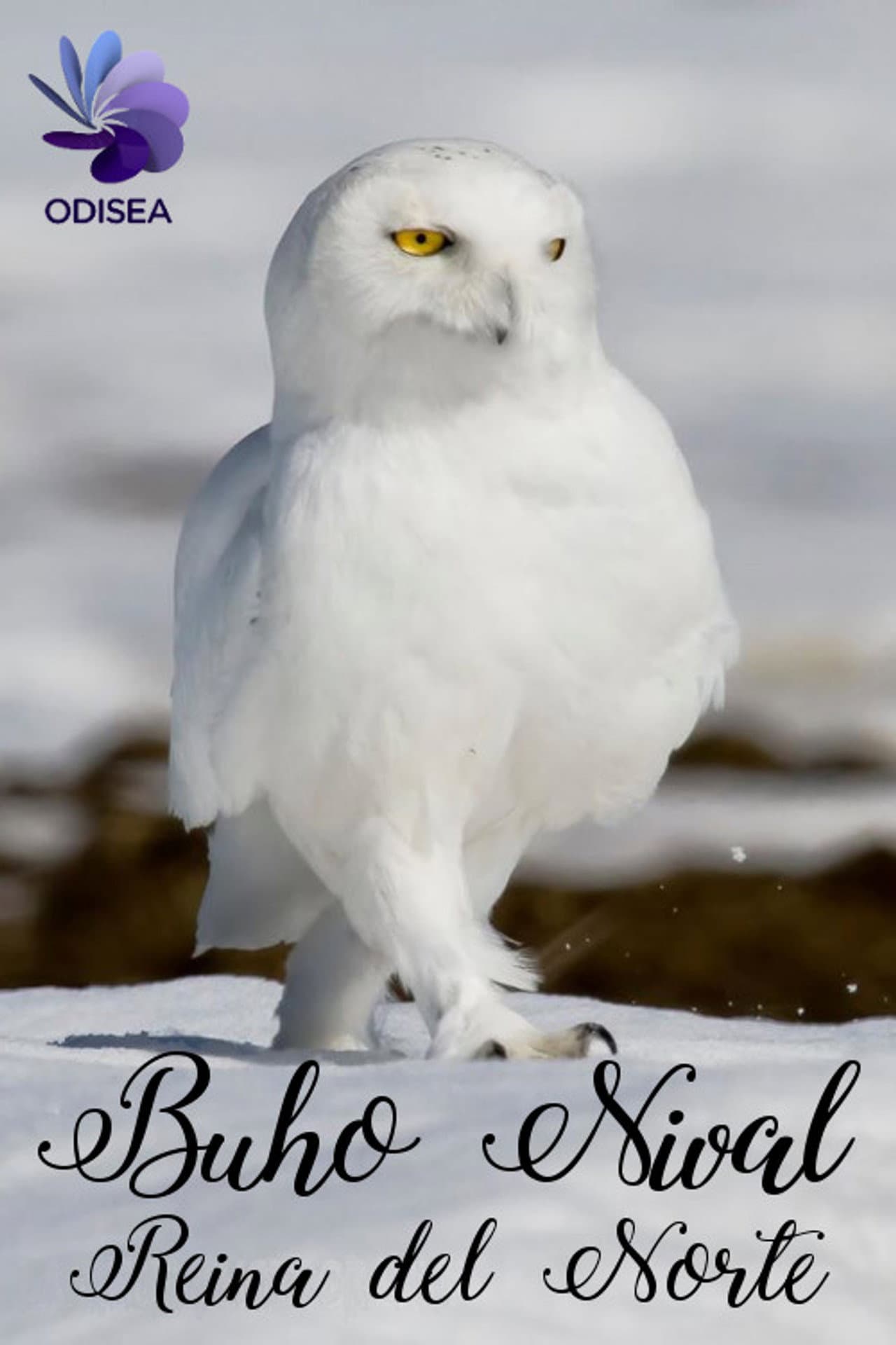 Snowy Owl, queen of the North preview 1