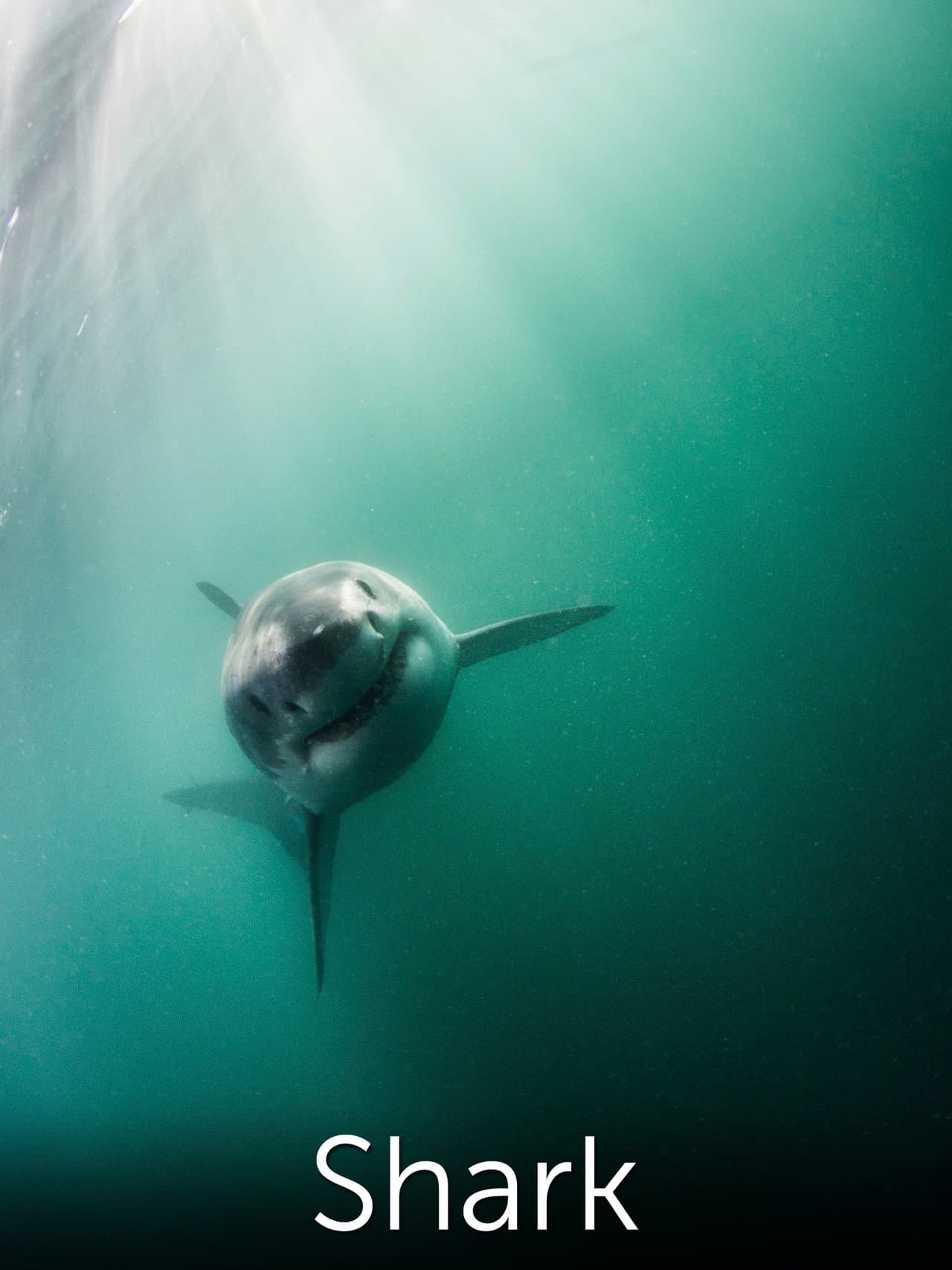 Shark: Beneath the Surface preview 2