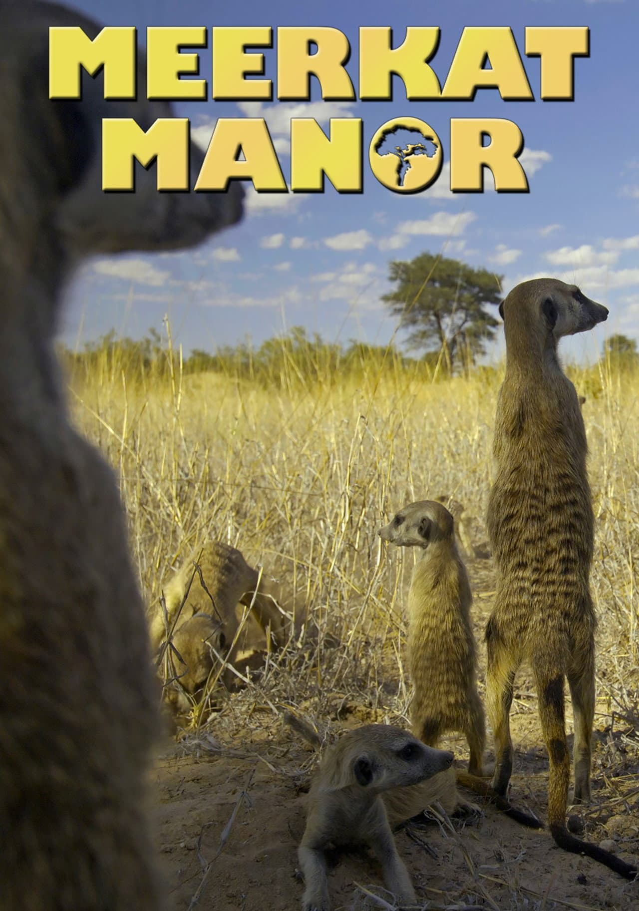 Meerkat Manor preview 2