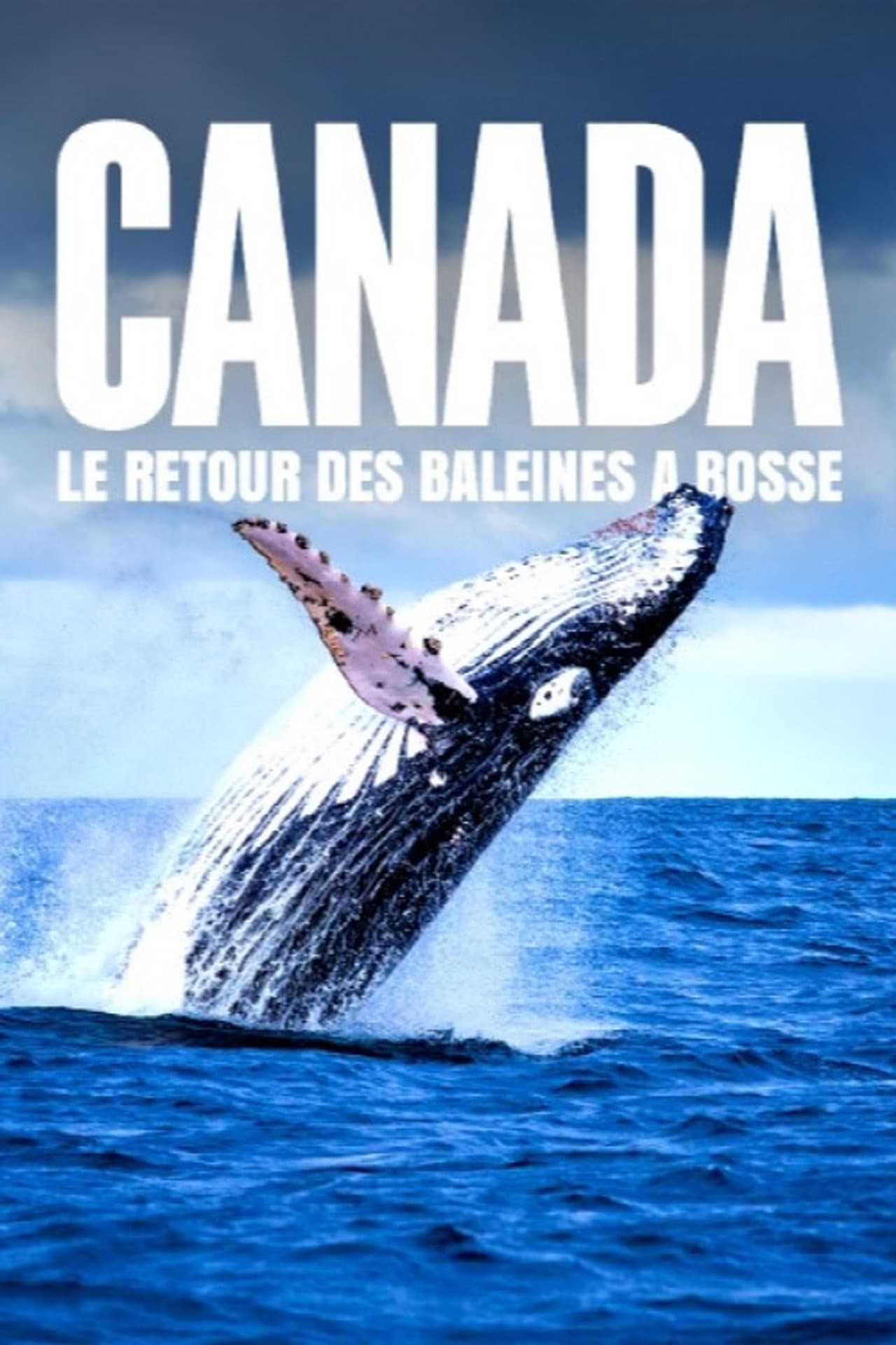 Le retour des baleines à bosse preview 2