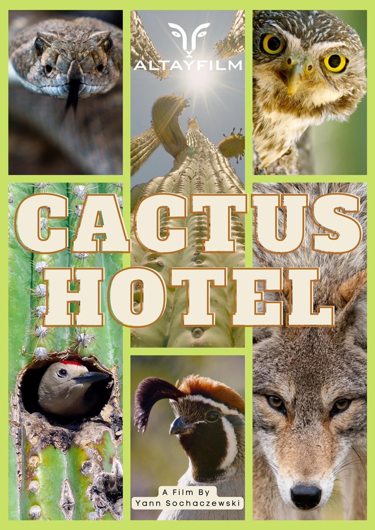 Cactus Hotel preview 2