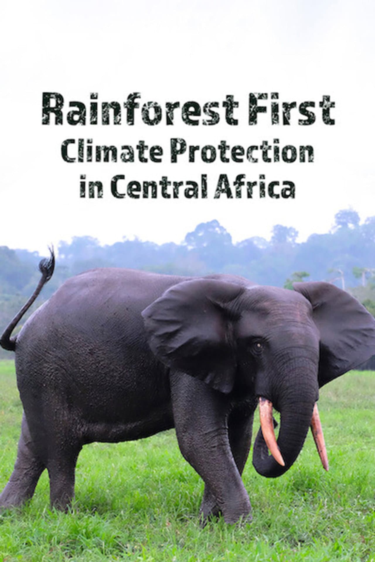 Rainforest First: Climate Protection in Central Africa preview 2