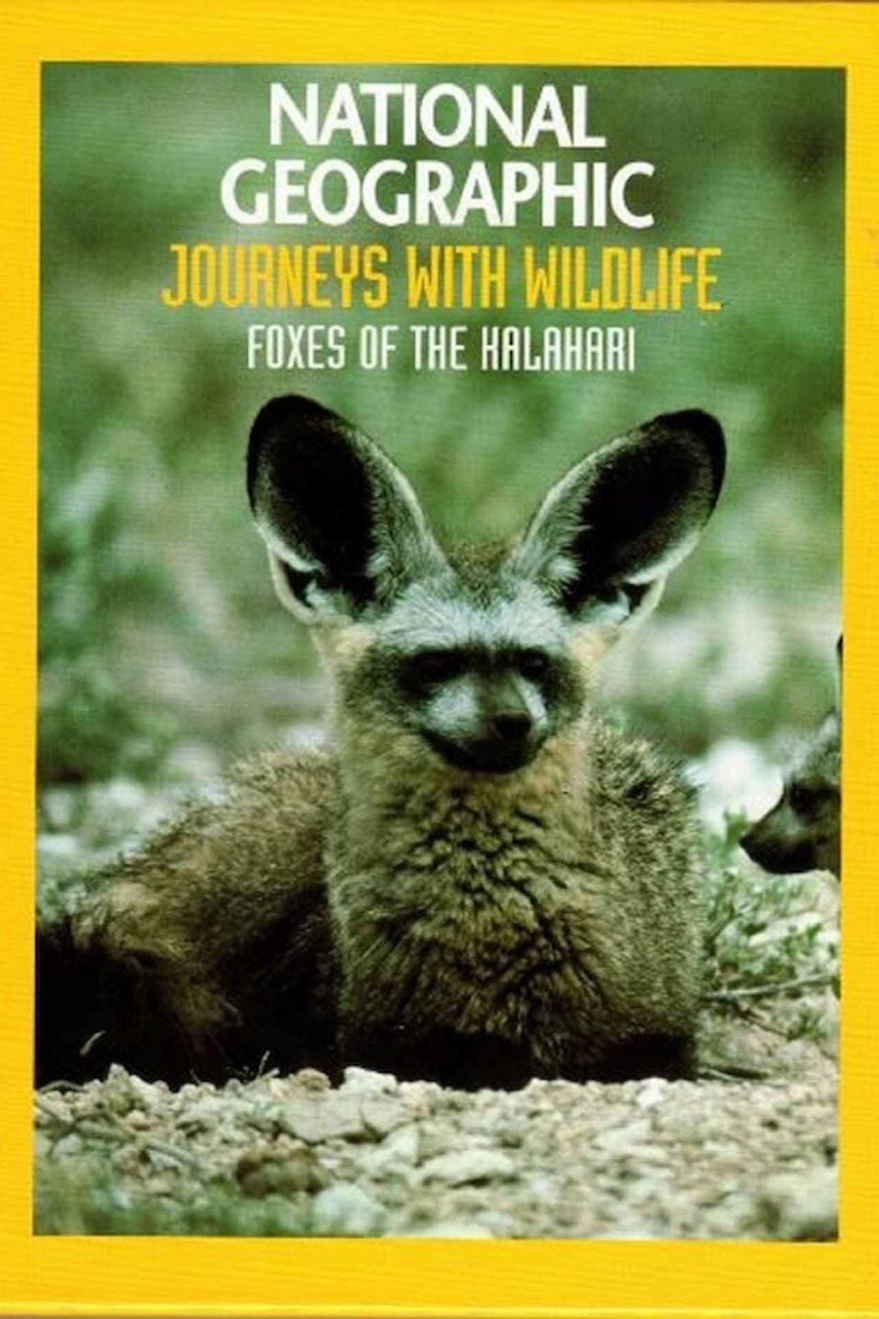 Foxes of the Kalahari preview 1