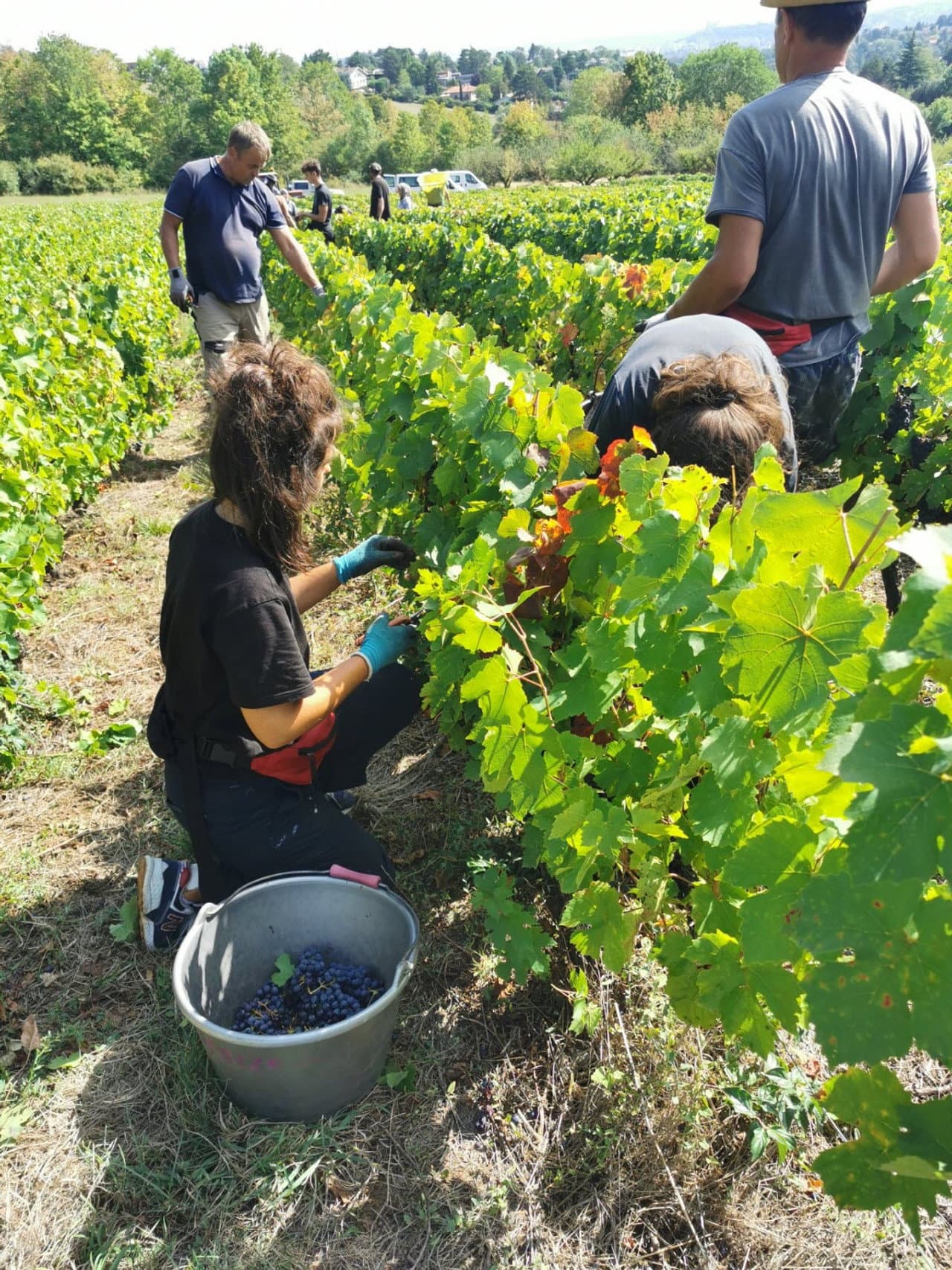 Chemins de vigne preview 1