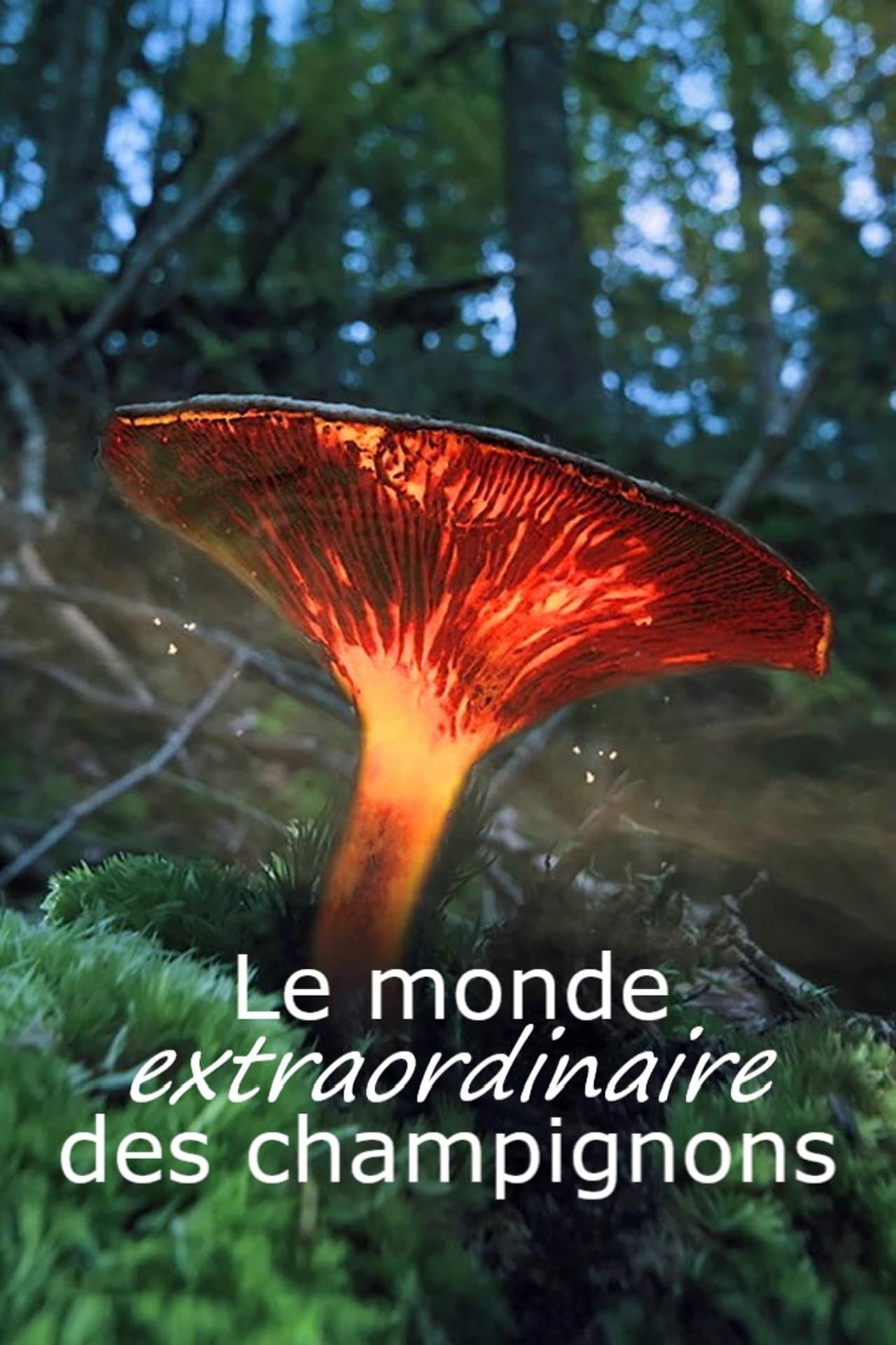 Le monde extraordinaire des champignons preview 2