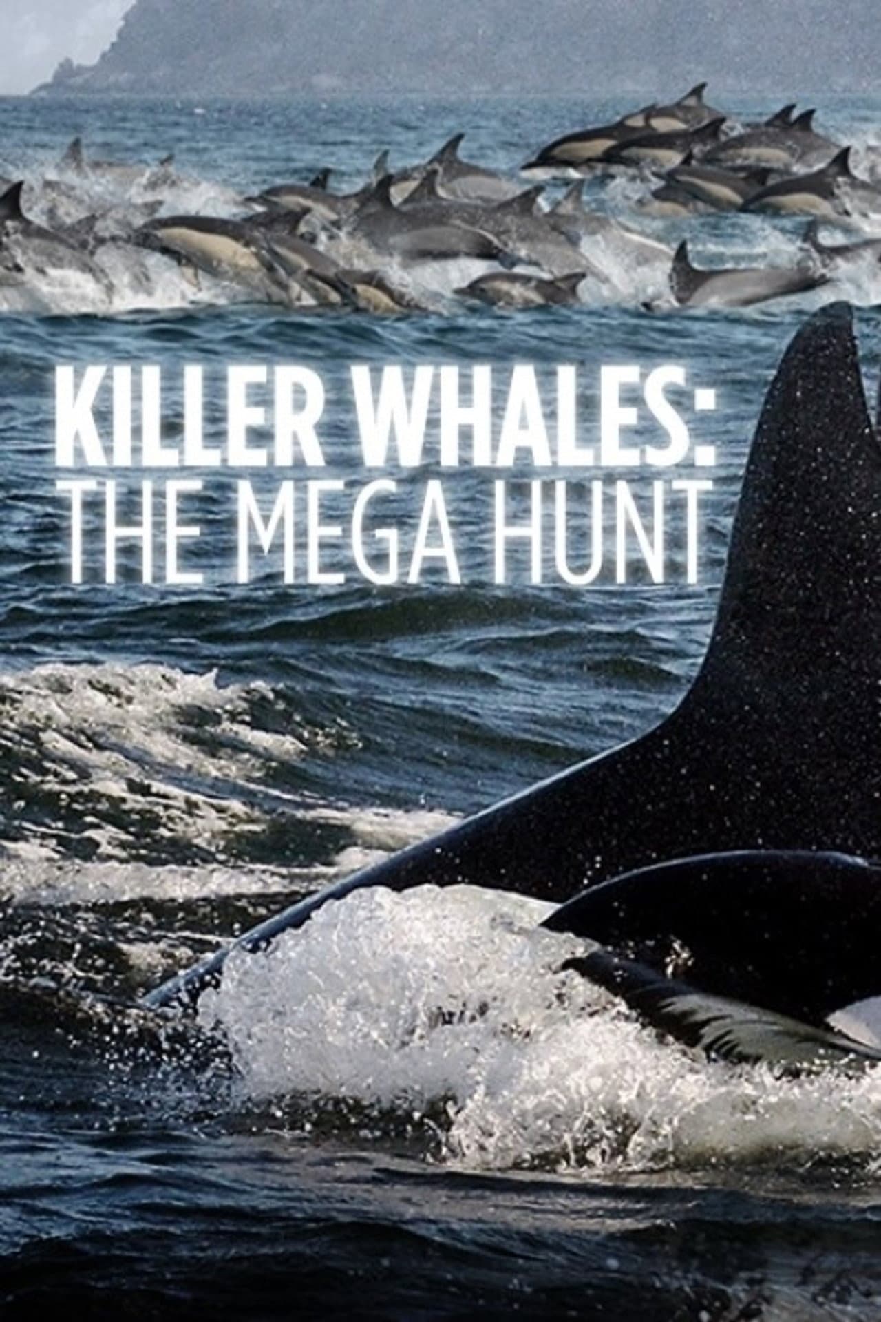 Killer Whales: the Mega Hunt preview 2