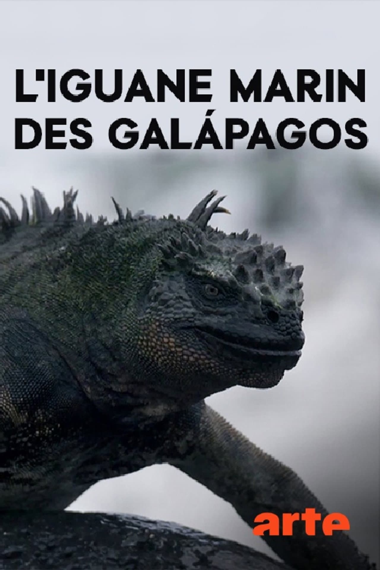 The Marine Iguanas of the Galapagos preview 1