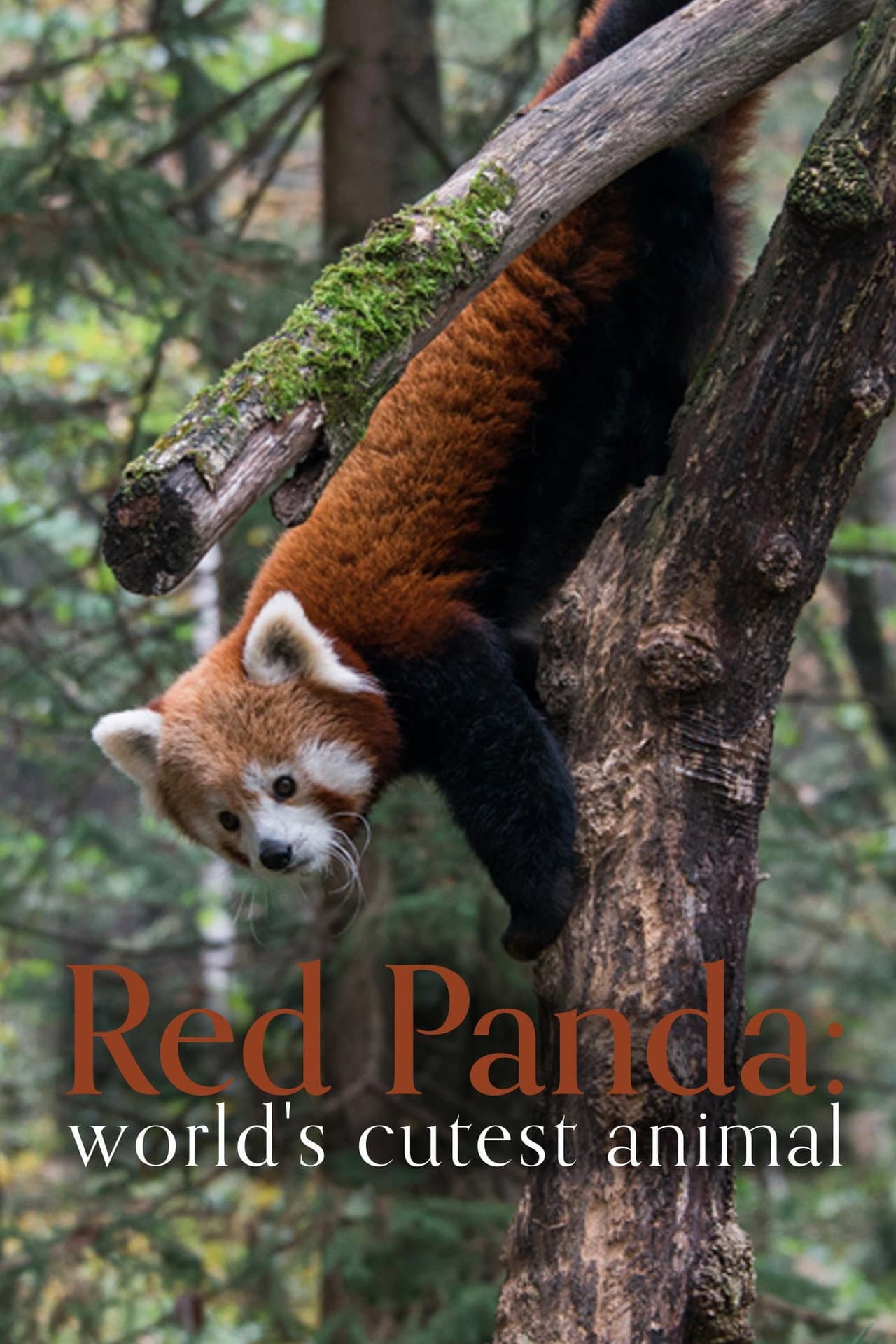 Red Panda: World's Cutest Animal preview 2