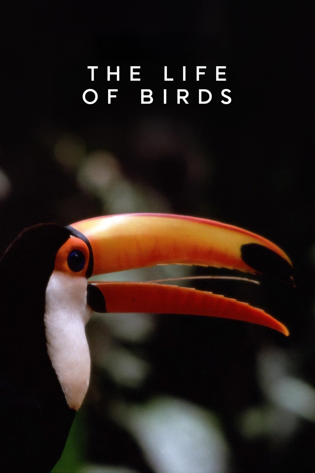 The Life of Birds preview 2