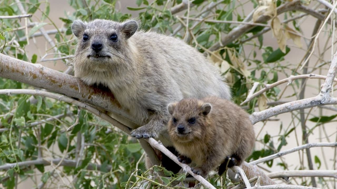 Animal Social Network